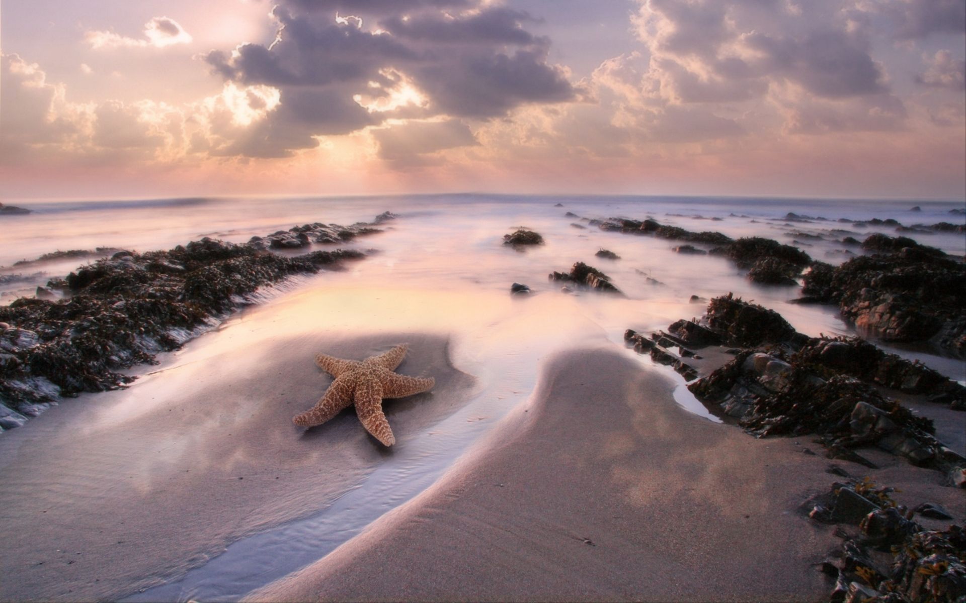 Starfish on a beach at sunset HD Wallpaper