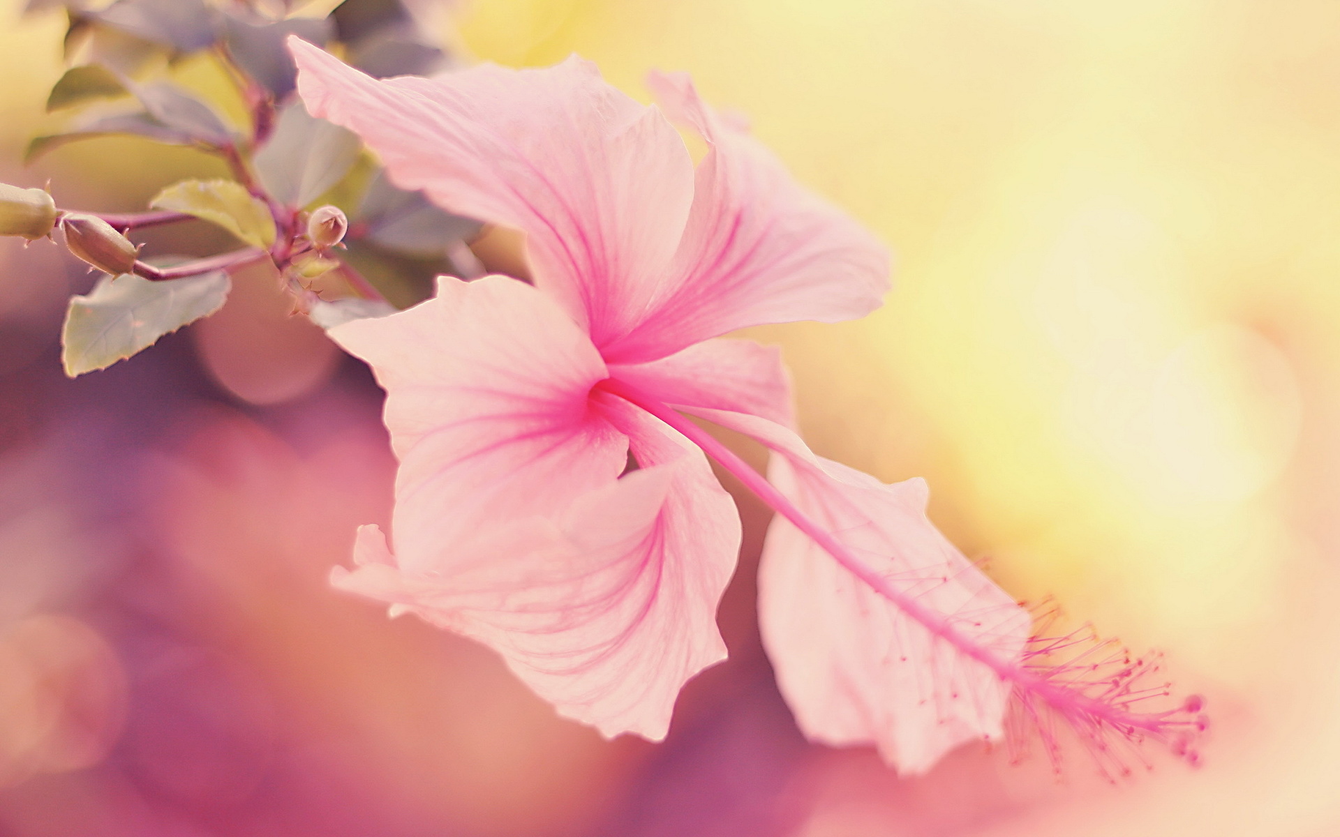 Pastel Pink Hibiscus Flower HD Wallpaper