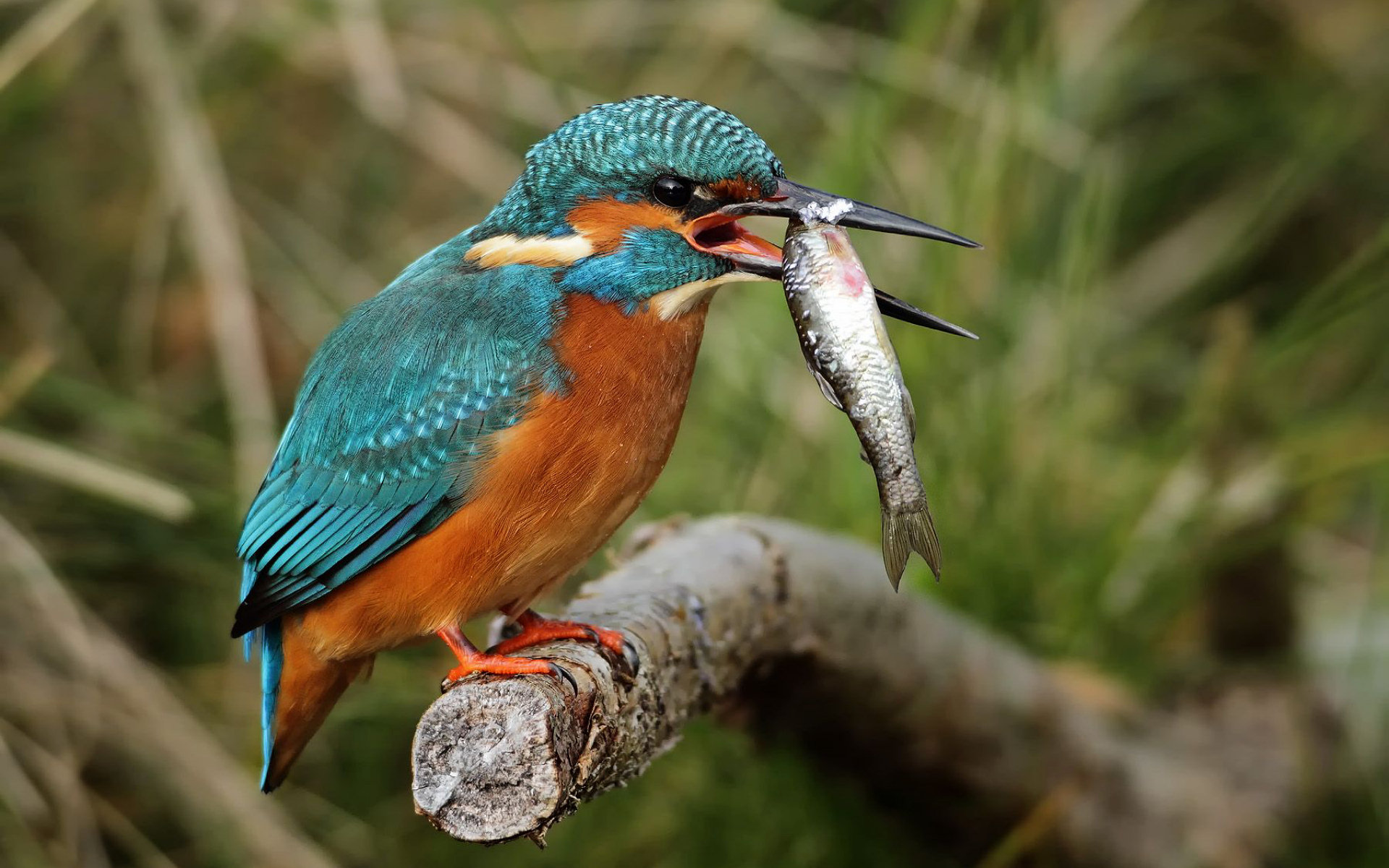 Kingfisher with a fish on a branch HD Wallpaper