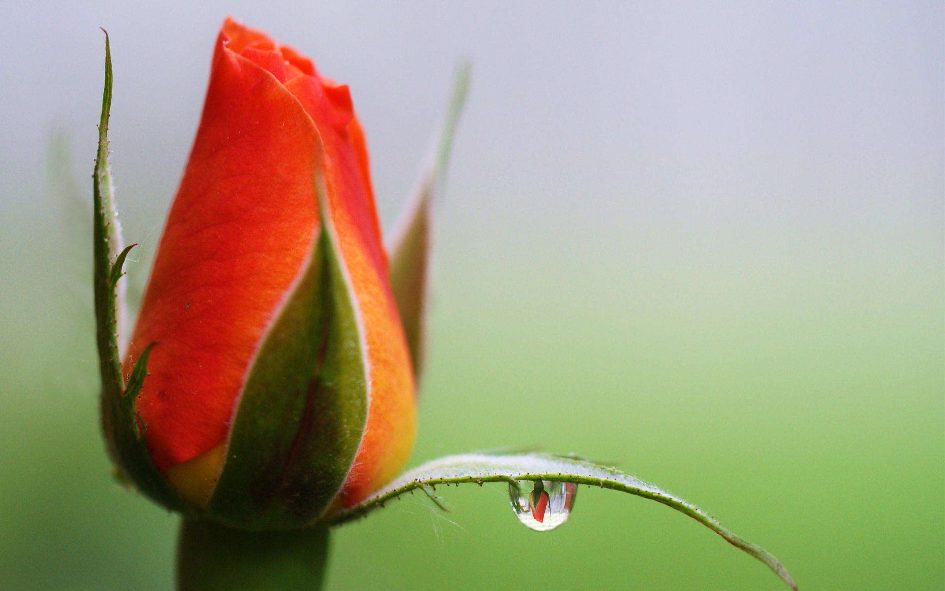 Orange Rose Bud with Water Droplet HD Wallpaper