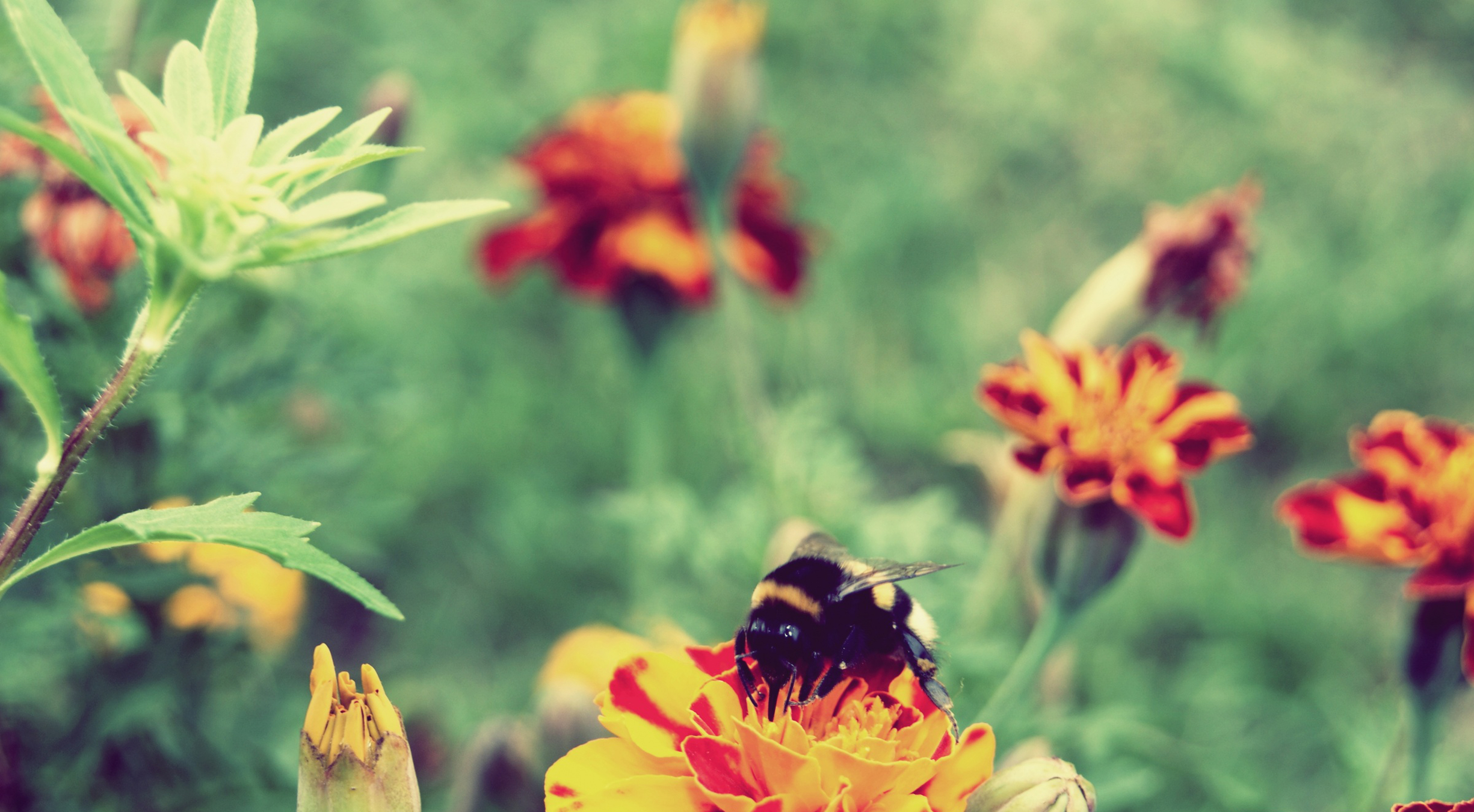 Bumblebee on a marigold flower HD Wallpaper