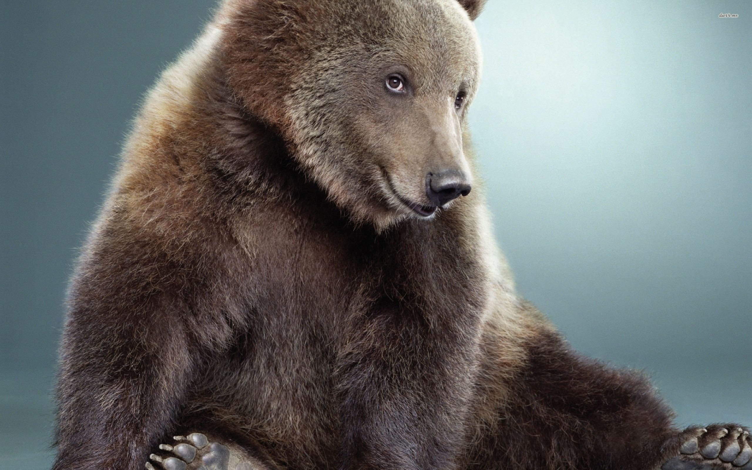 Brown Bear Sitting HD Wallpaper