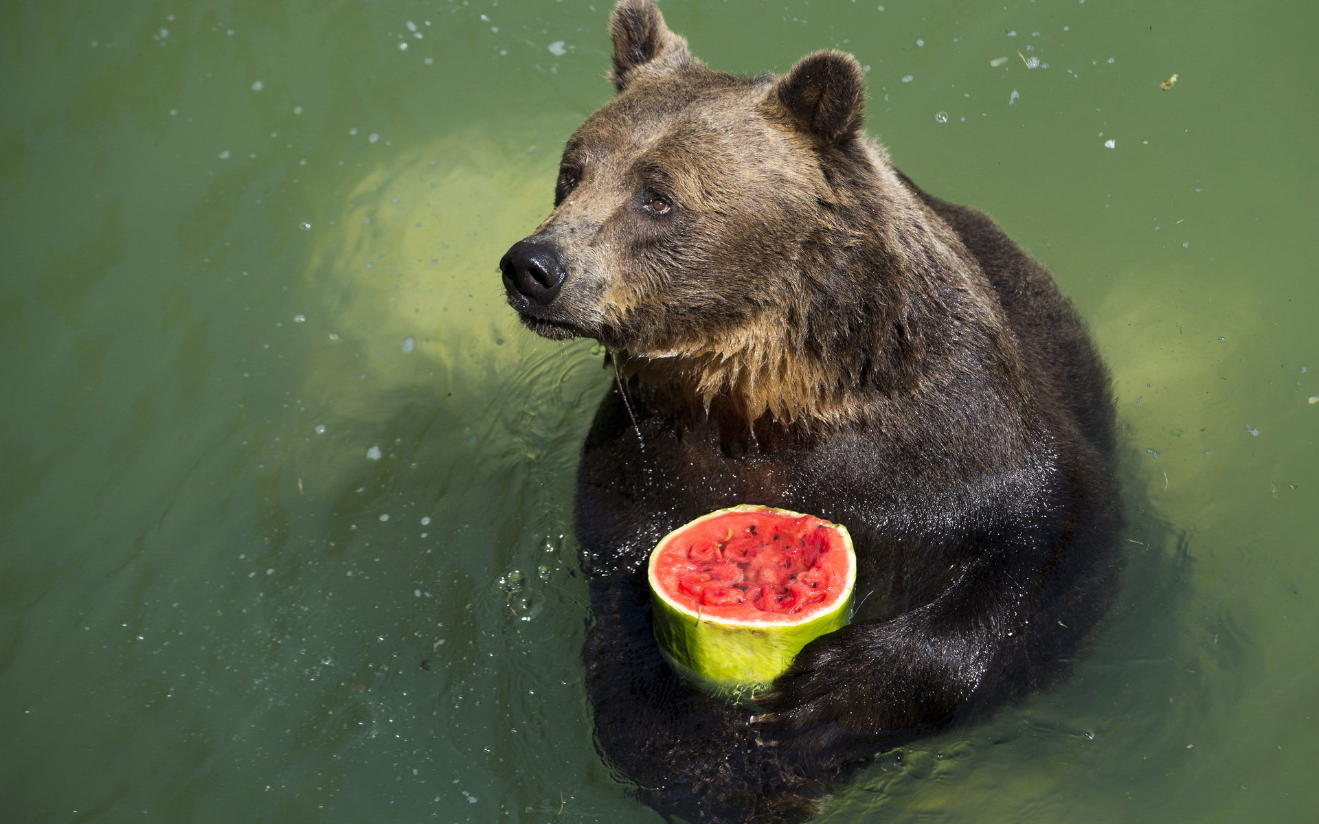 Bear holding a watermelon in water HD Wallpaper