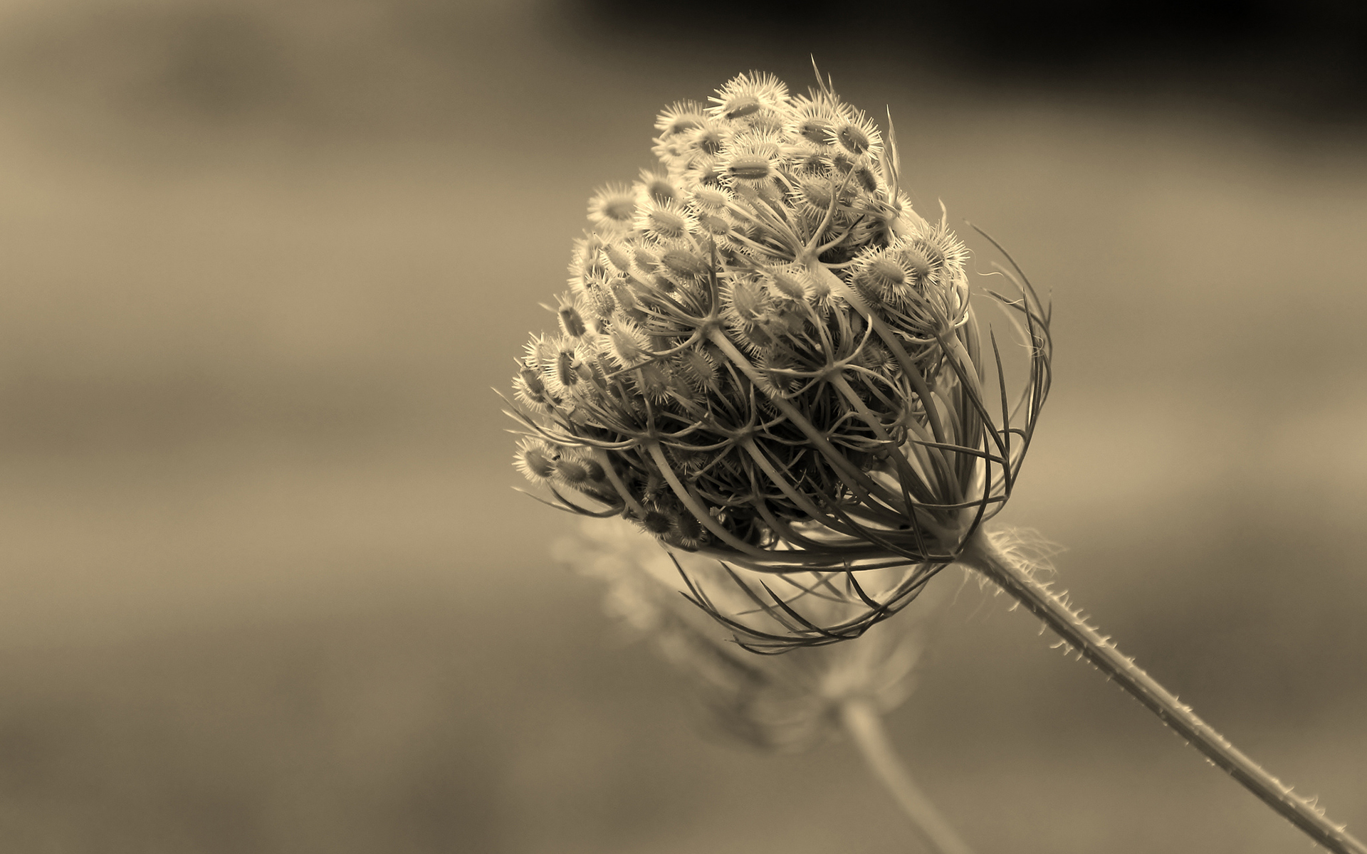 Close-up of a Queen Anne's Lace seed head HD Wallpaper