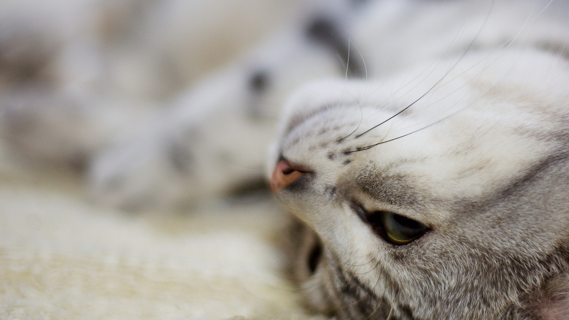 Close-up of a sleeping cat HD Wallpaper