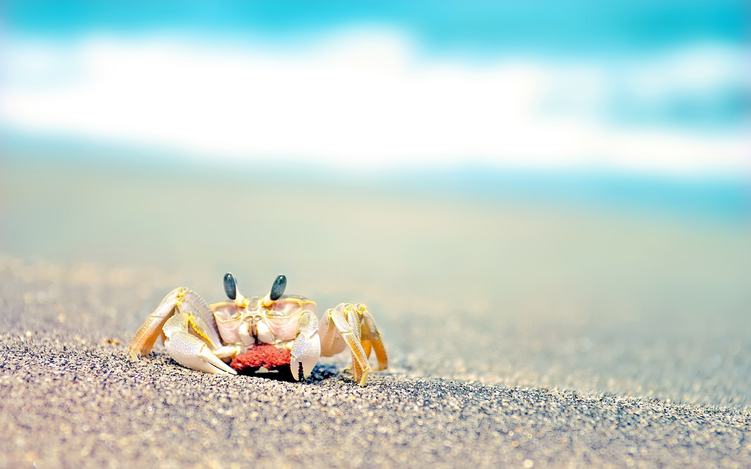 Crab on a sandy beach with ocean waves HD Wallpaper