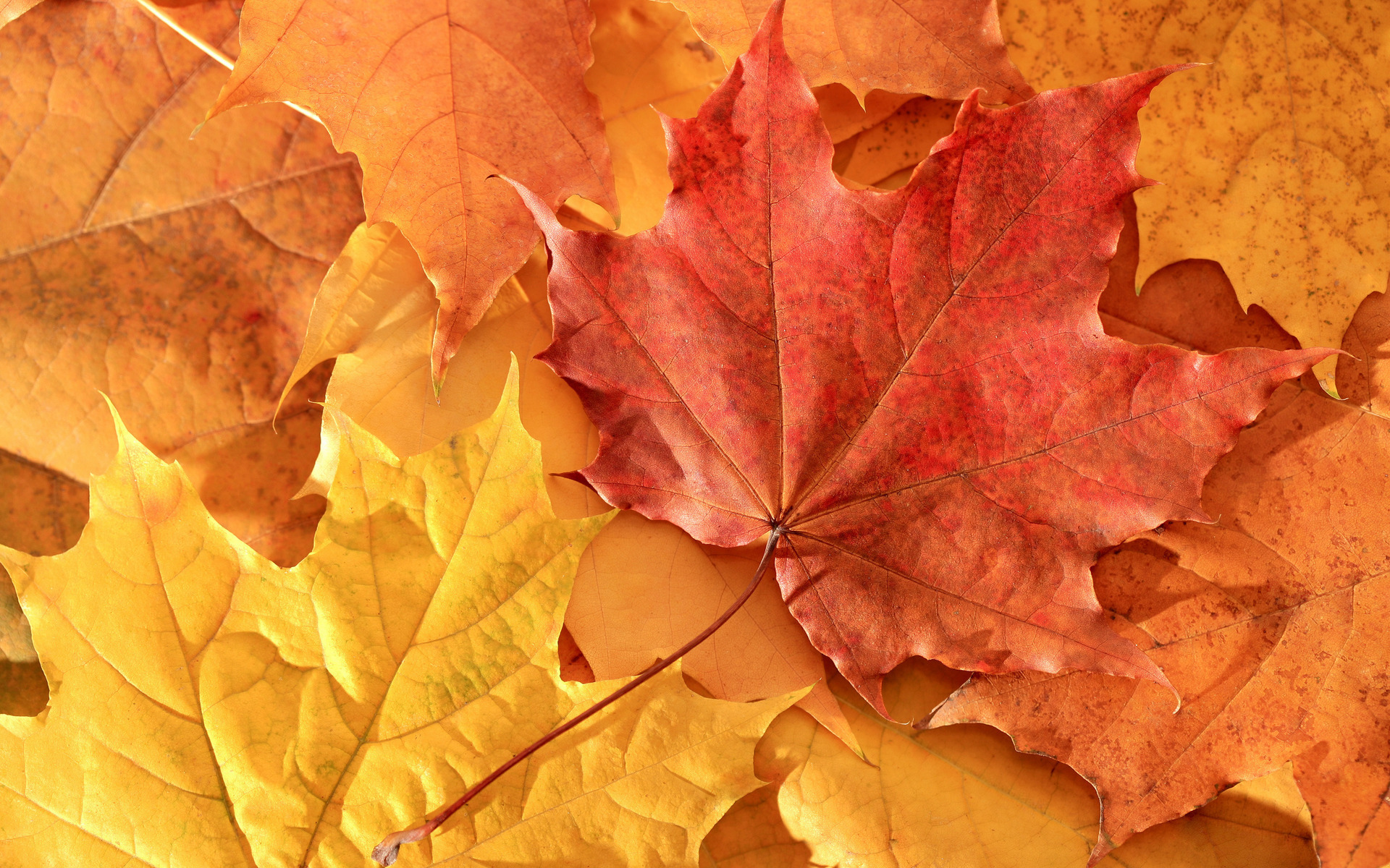 Fall Maple Leaves HD Wallpaper