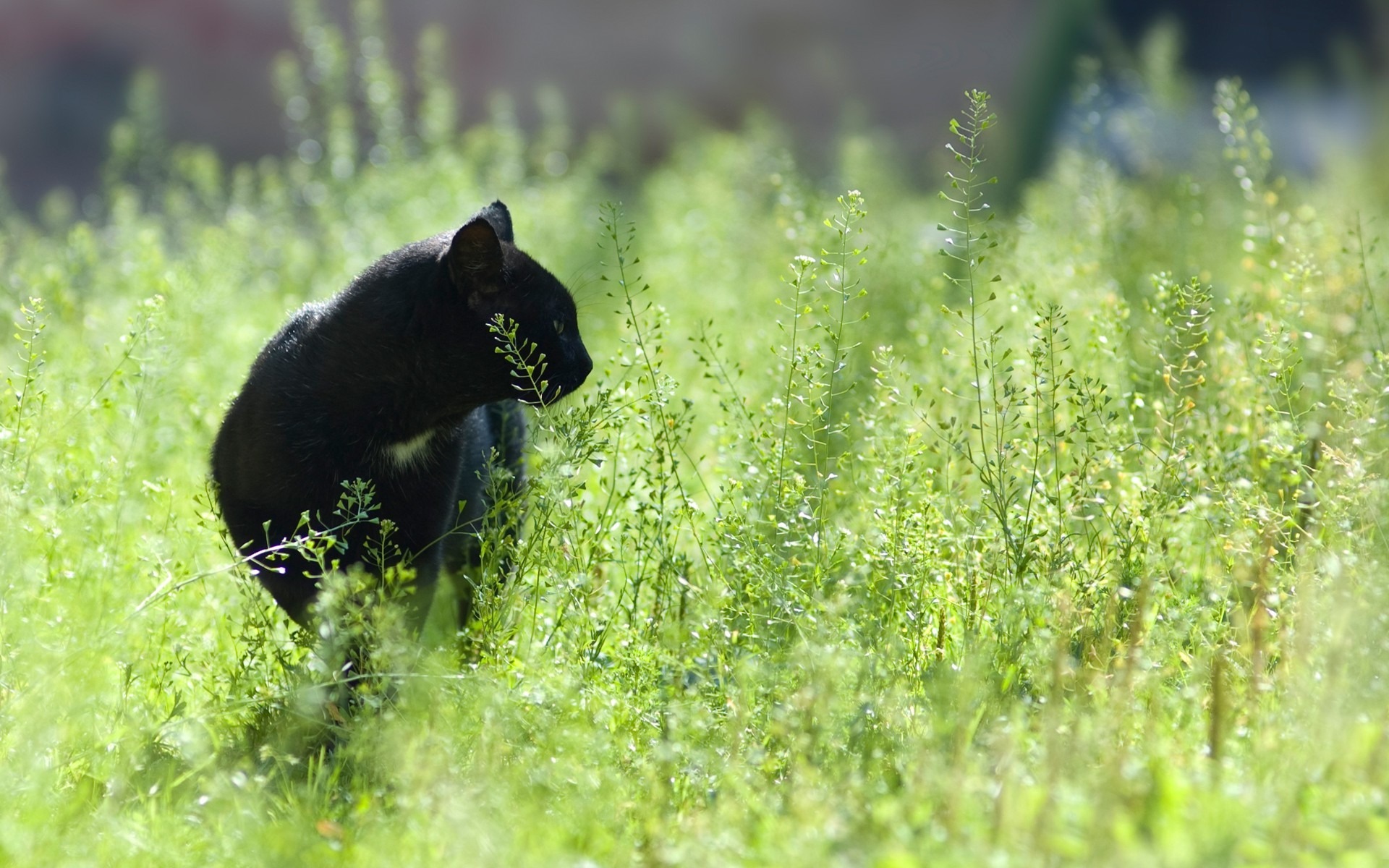 Black cat in tall green grass HD Wallpaper