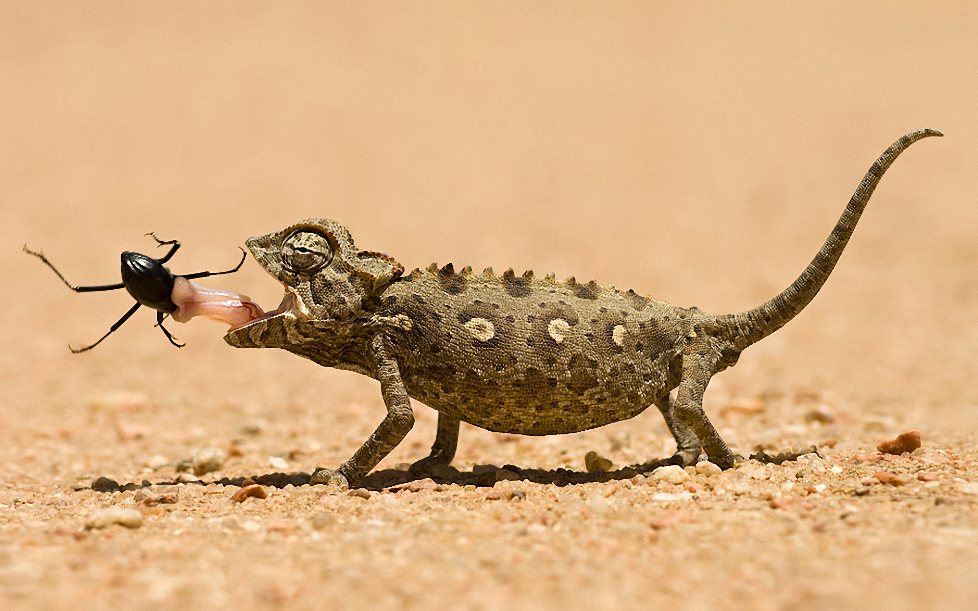 Chameleon eating a beetle HD Wallpaper