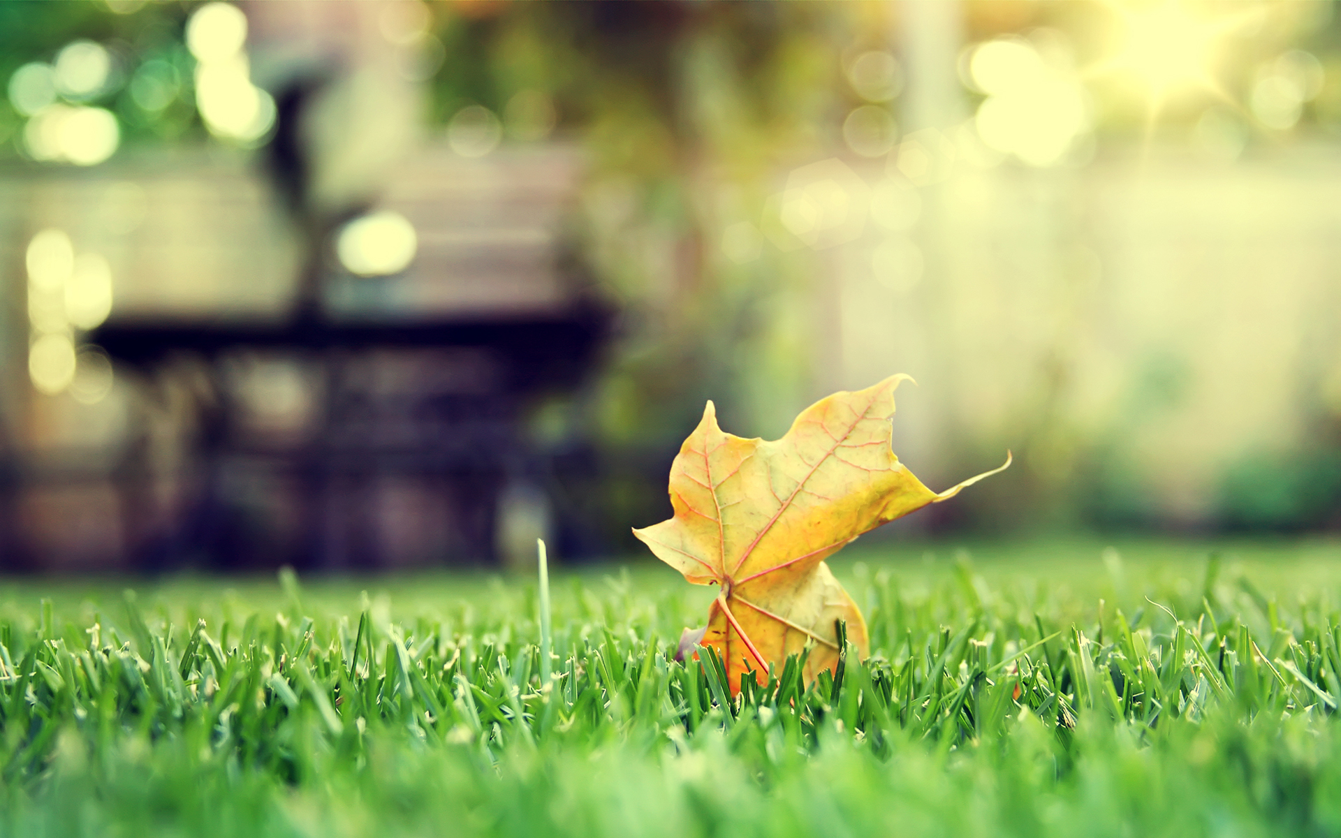 Yellow leaf on green grass with bokeh background HD Wallpaper