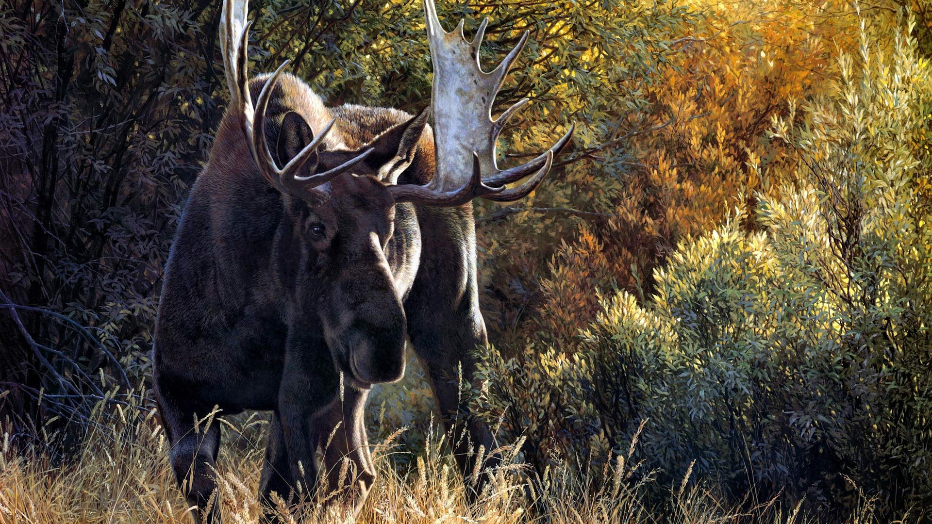Moose with large antlers in a forest HD Wallpaper