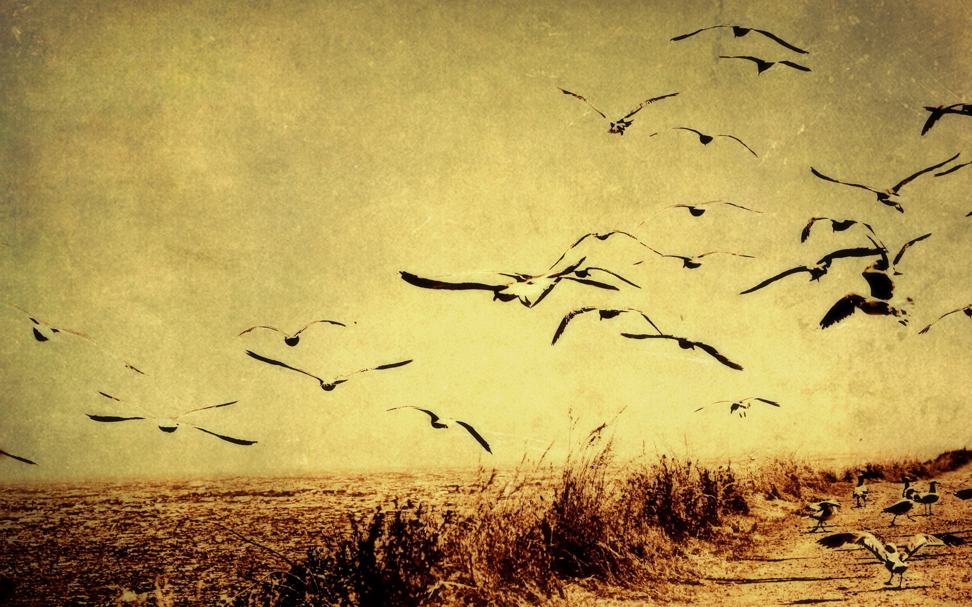 Flock of birds flying over a field HD Wallpaper