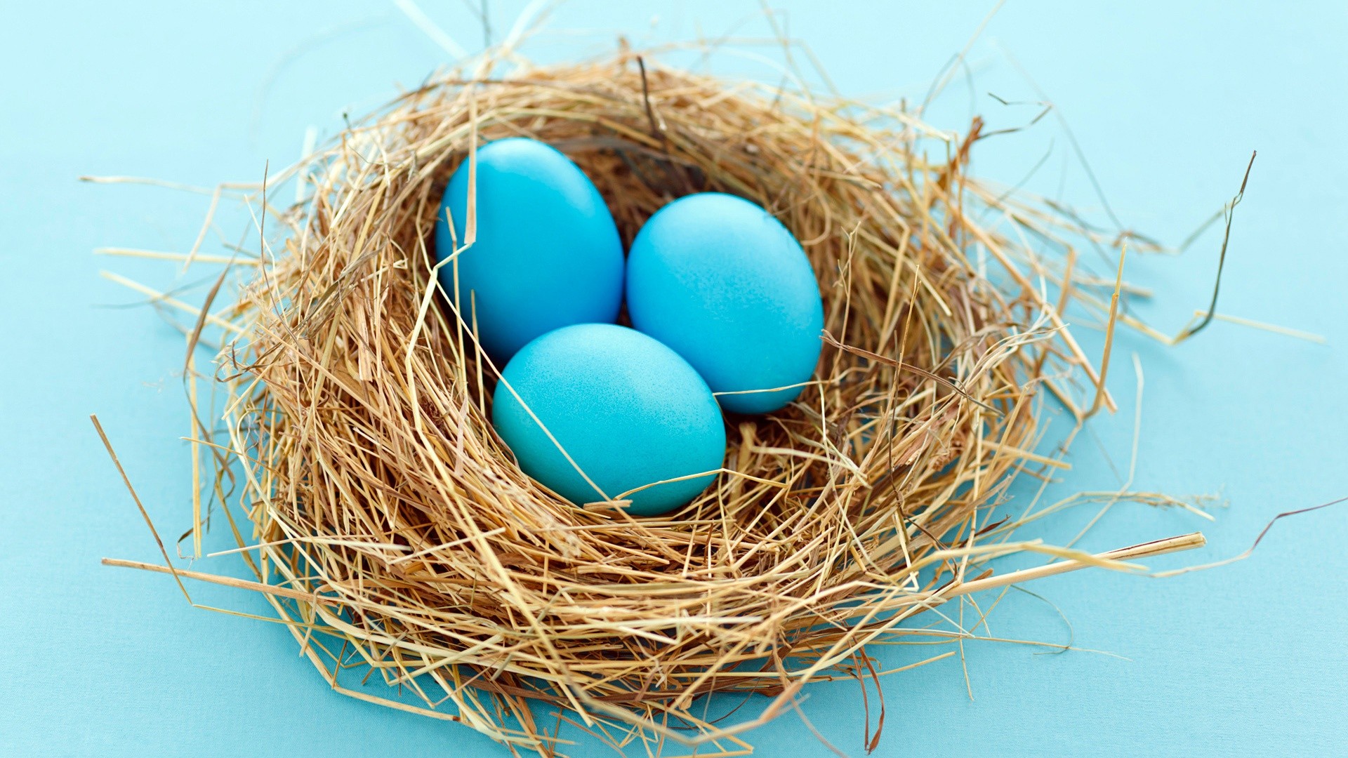 Three blue eggs in a nest HD Wallpaper
