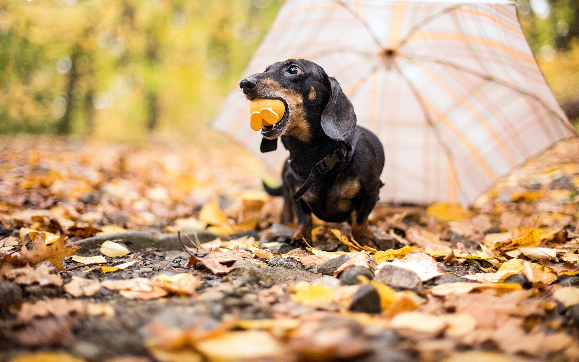 Dachshund with toy in autumn park HD Wallpaper