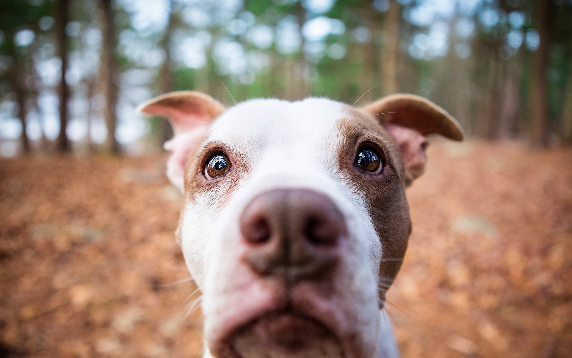 Close-up of a pit bull dog in a forest HD Wallpaper