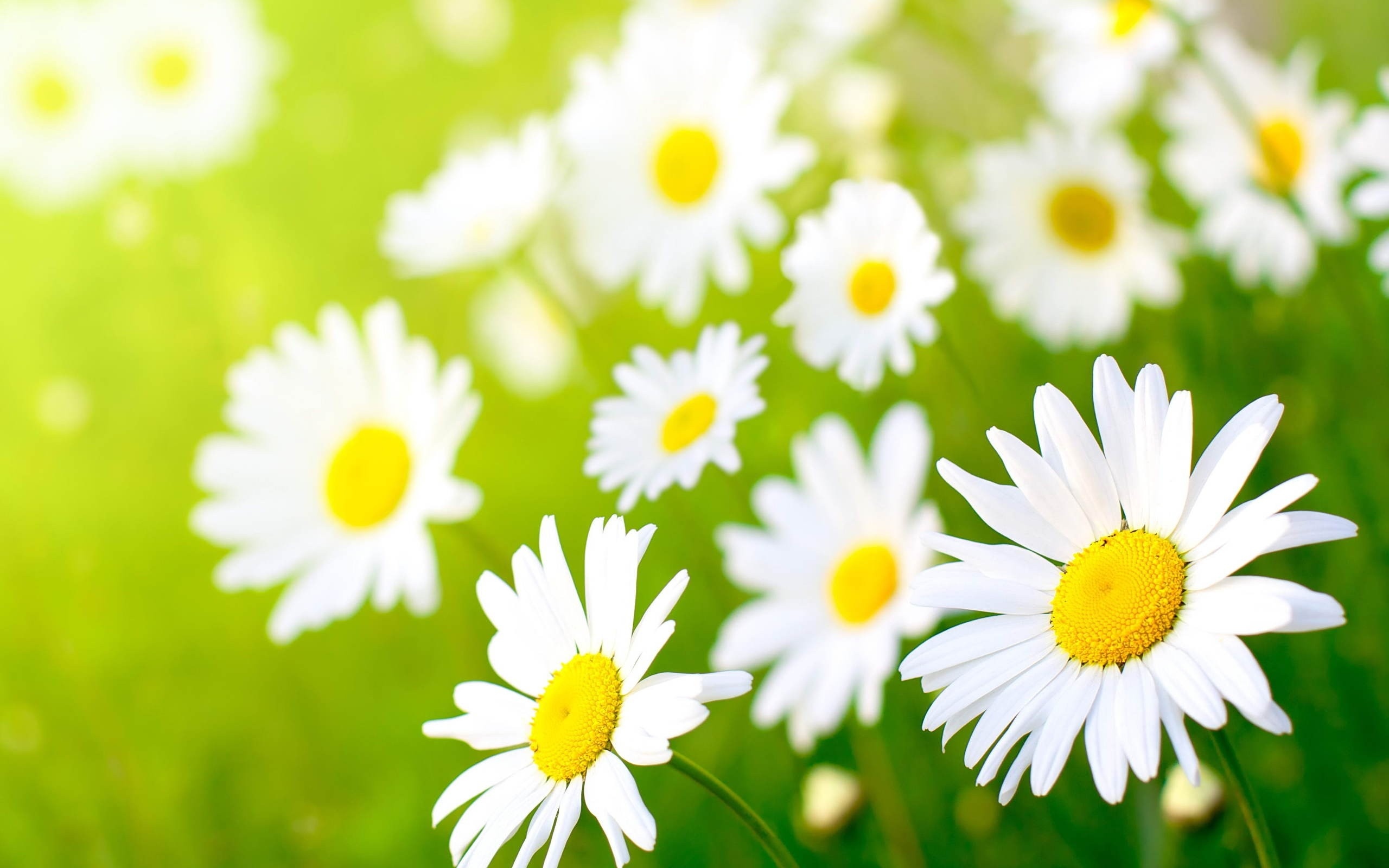 Field of daisies with sunlight HD Wallpaper