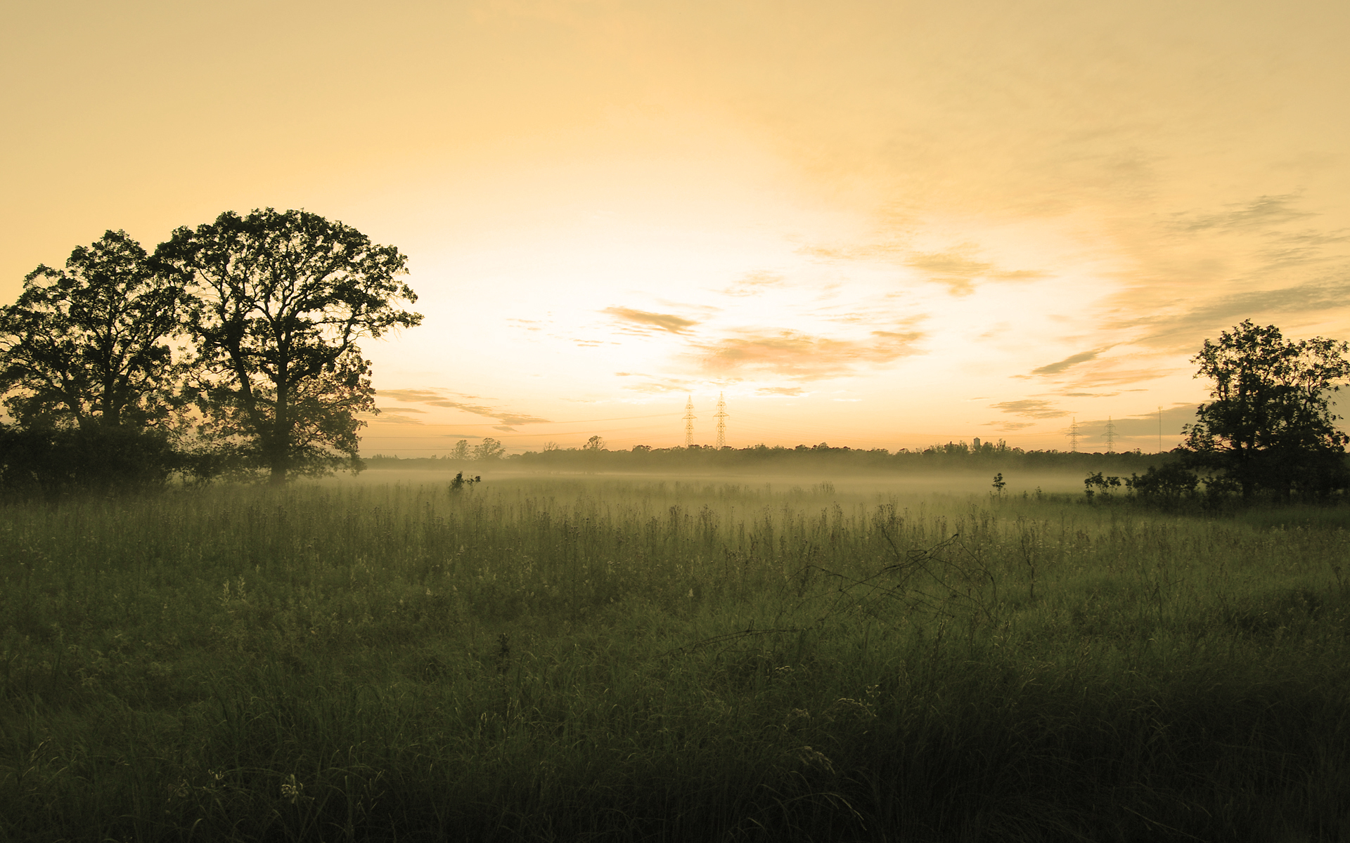 Misty field at sunrise with trees and power lines HD Wallpaper