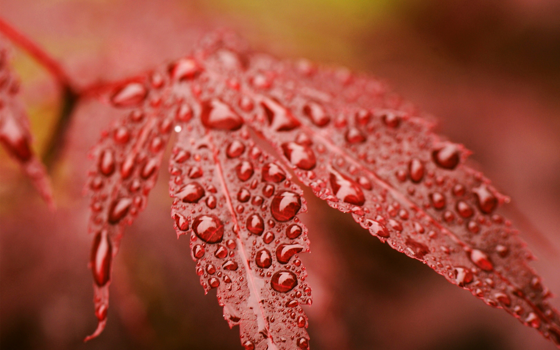 Red leaf with water droplets HD Wallpaper