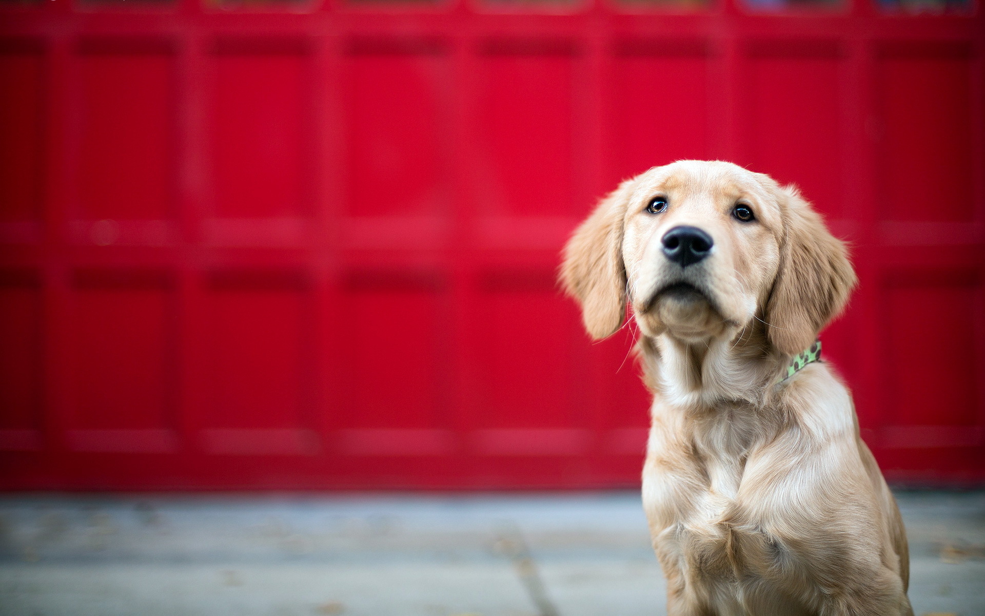 Golden Retriever puppy sitting in front of red garage door HD Wallpaper