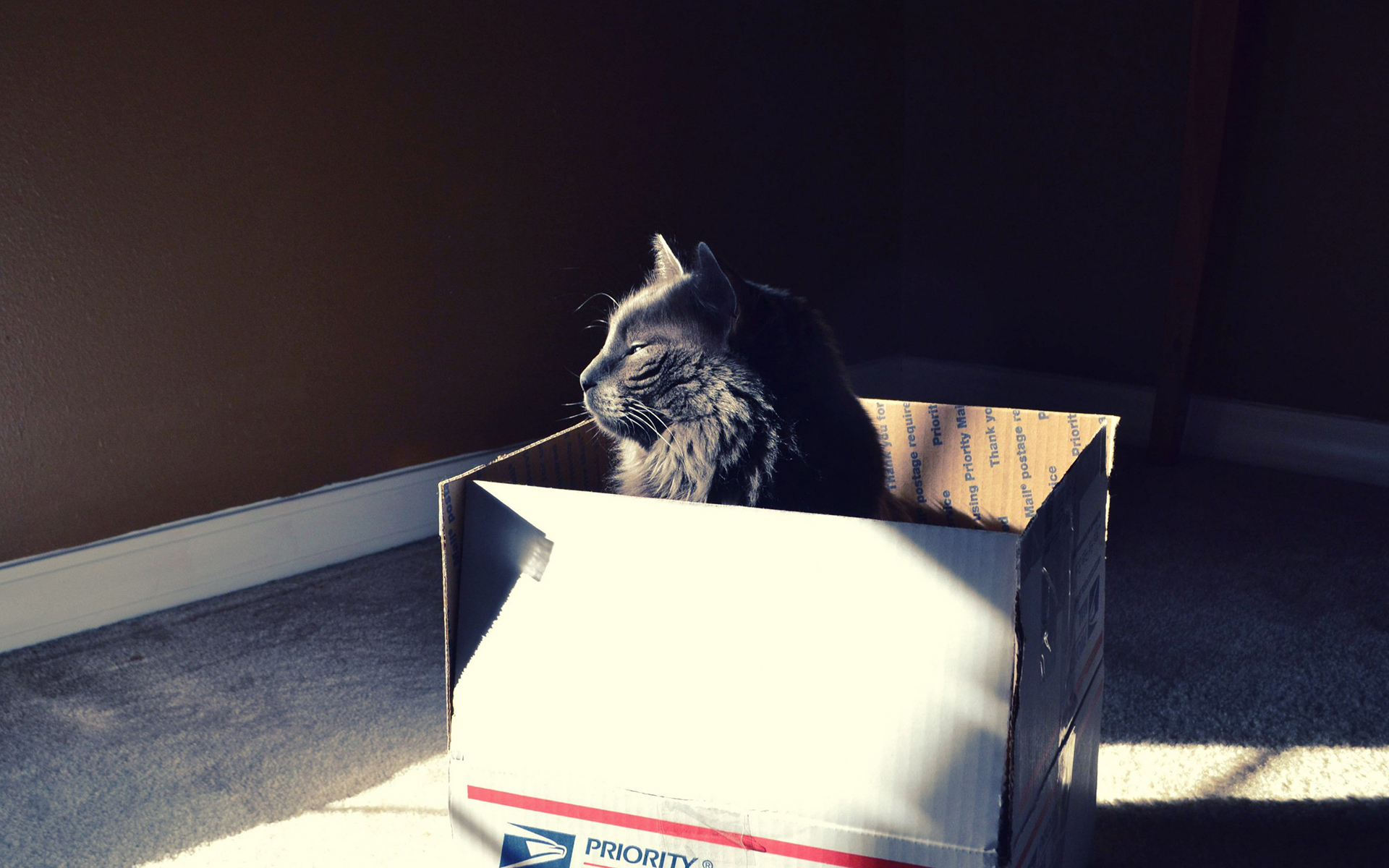 Gray cat sitting in a cardboard box HD Wallpaper