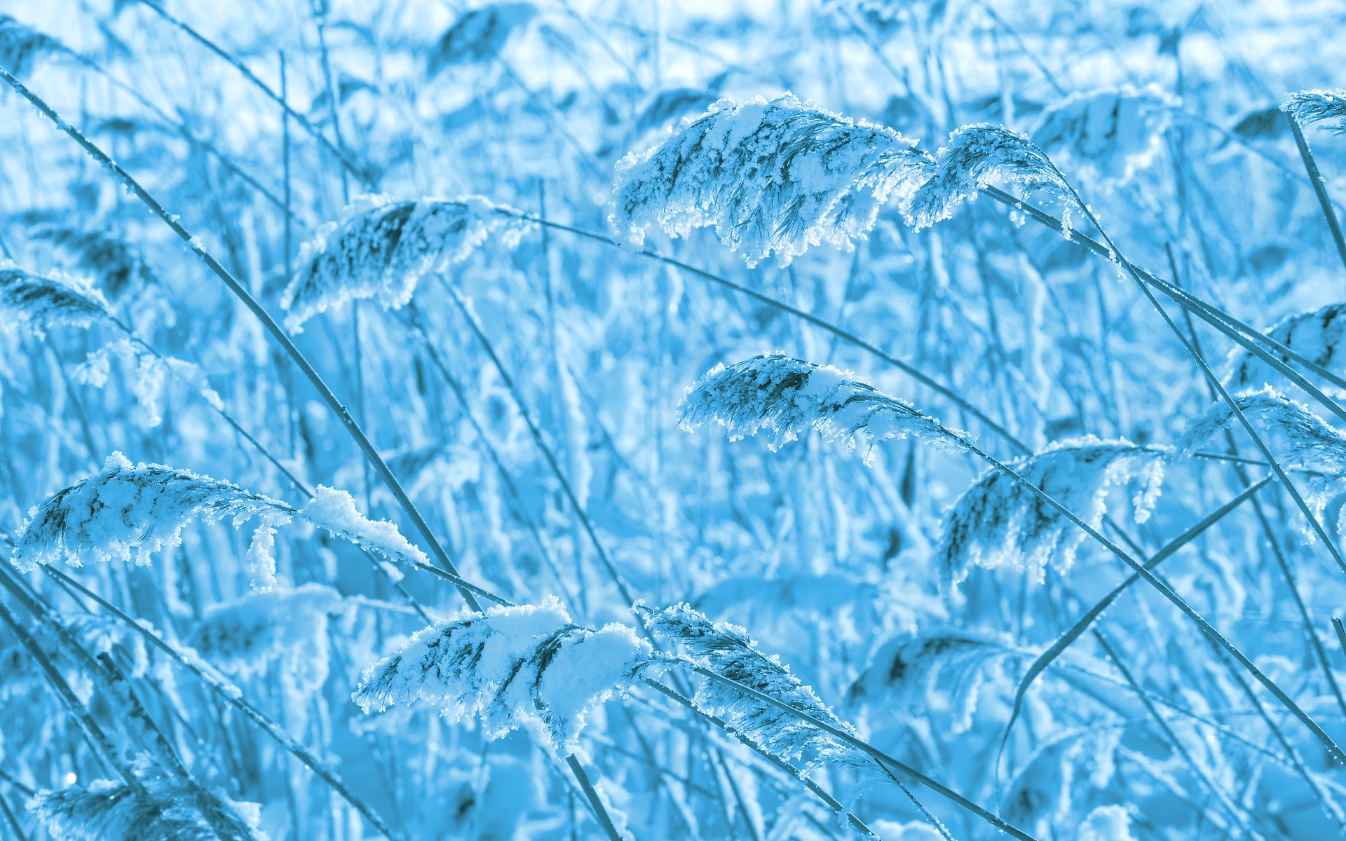 Close-up of frosted reeds in winter HD Wallpaper