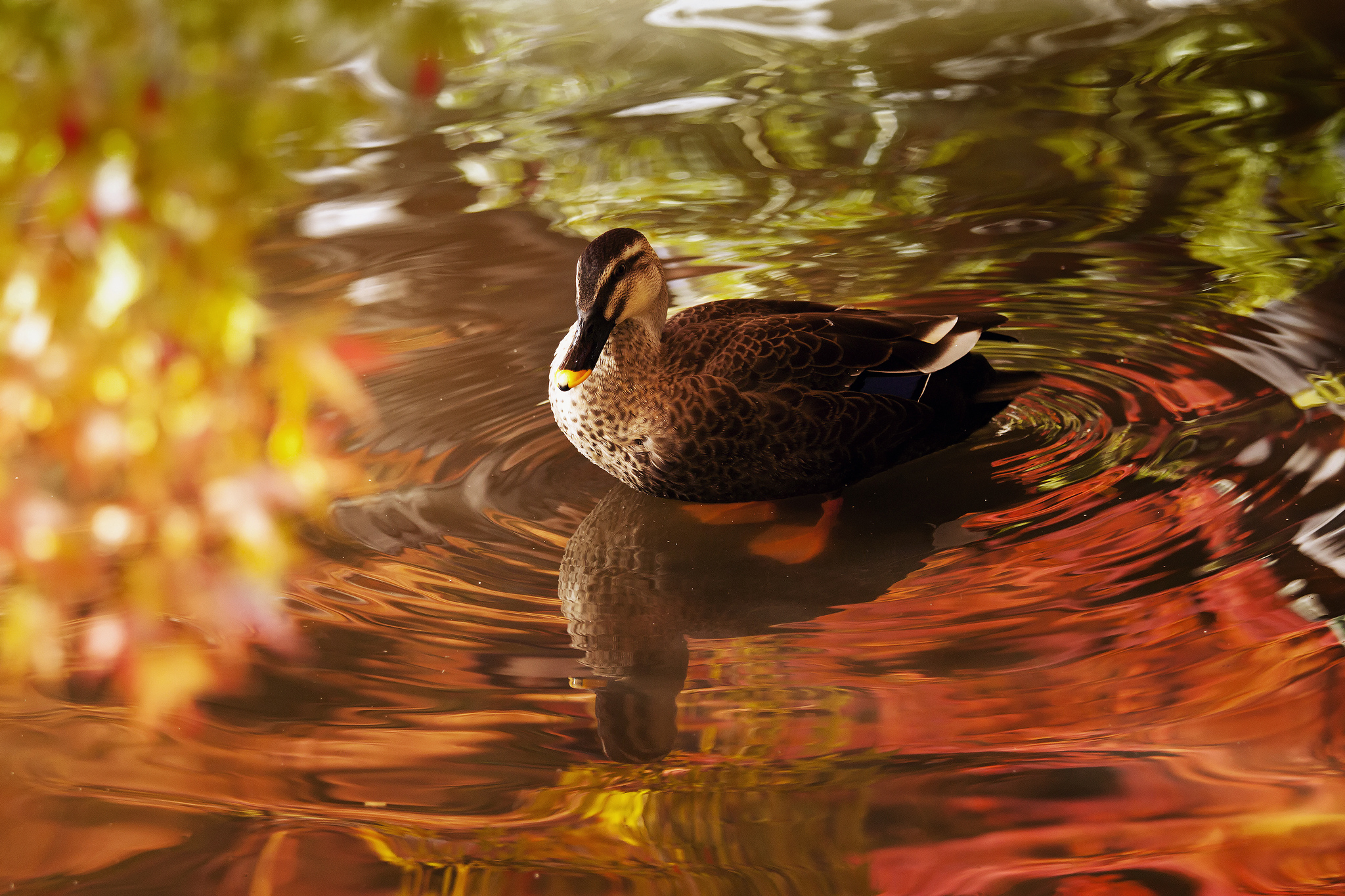 Duck swimming in water with reflections HD Wallpaper