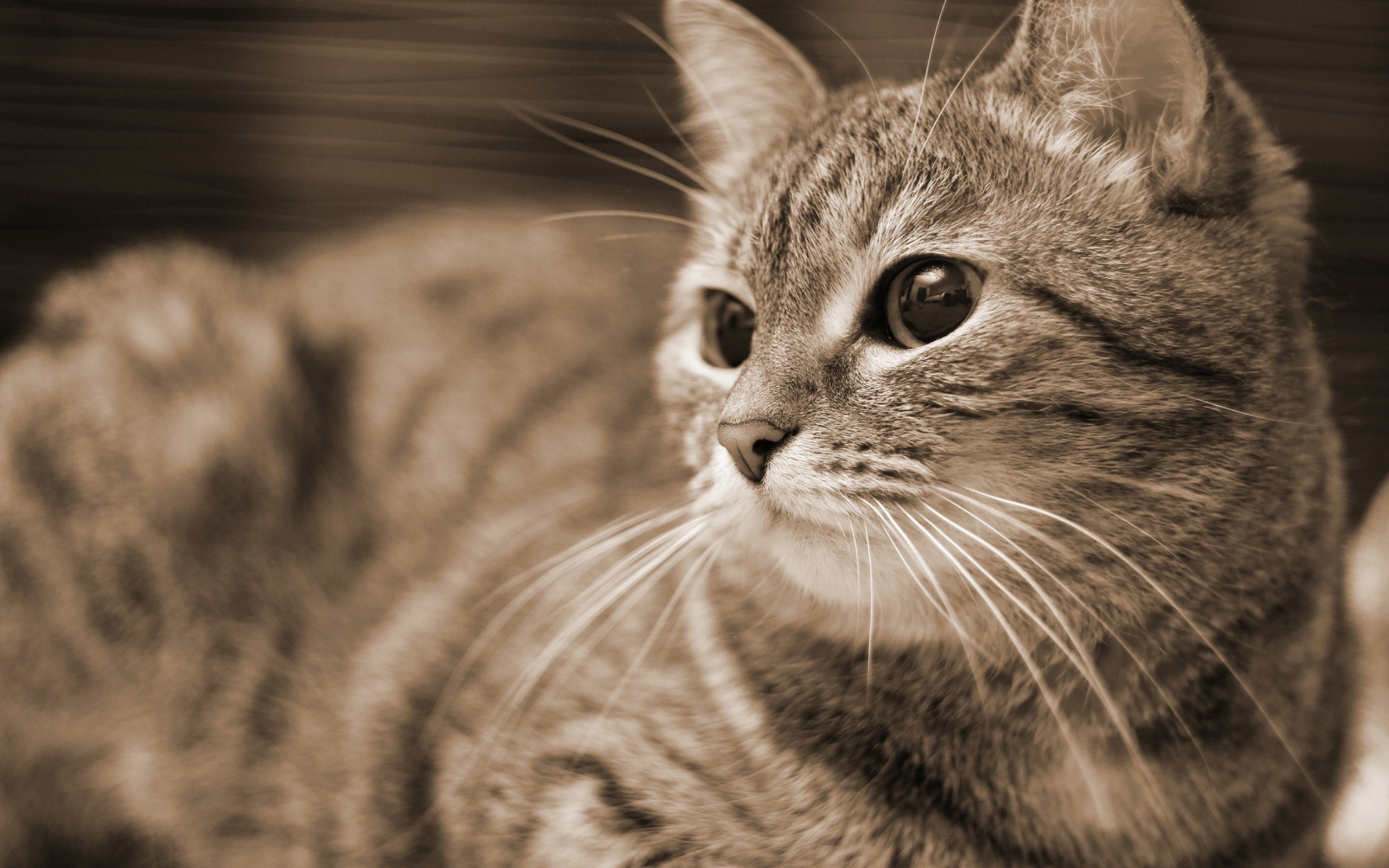 Close-up of a tabby cat's face HD Wallpaper