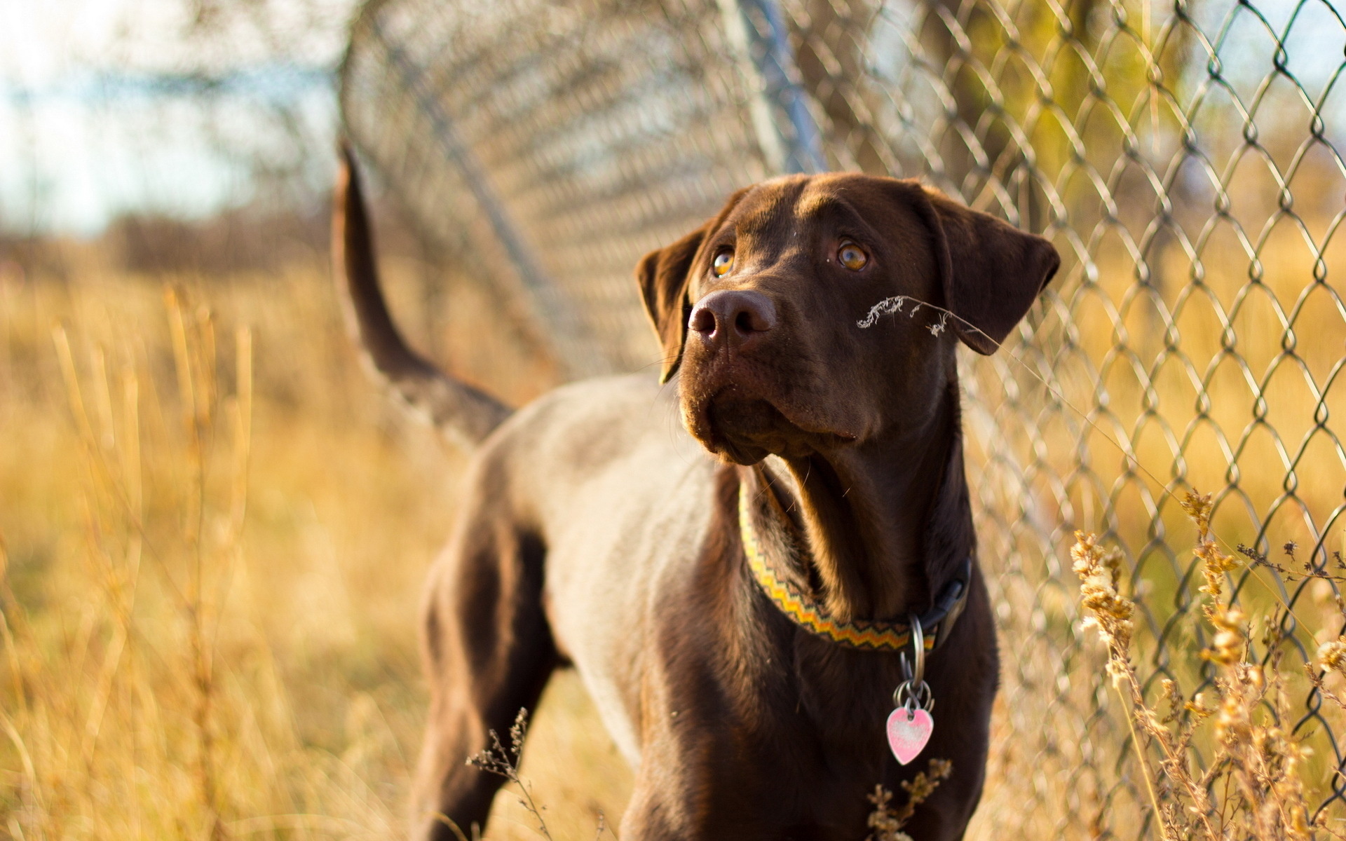 Chocolate Labrador dog with collar and tag HD Wallpaper