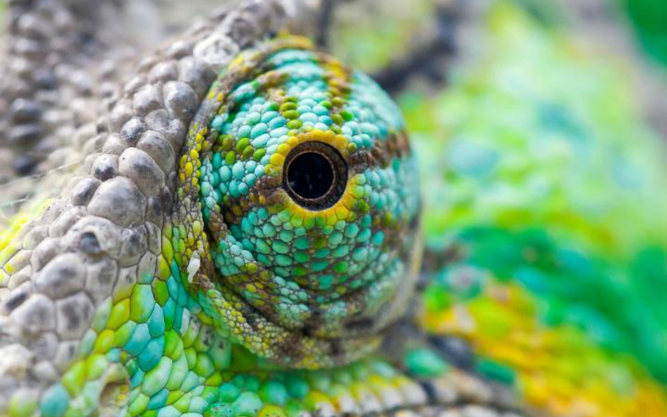Close-up of a Chameleon's Eye HD Wallpaper