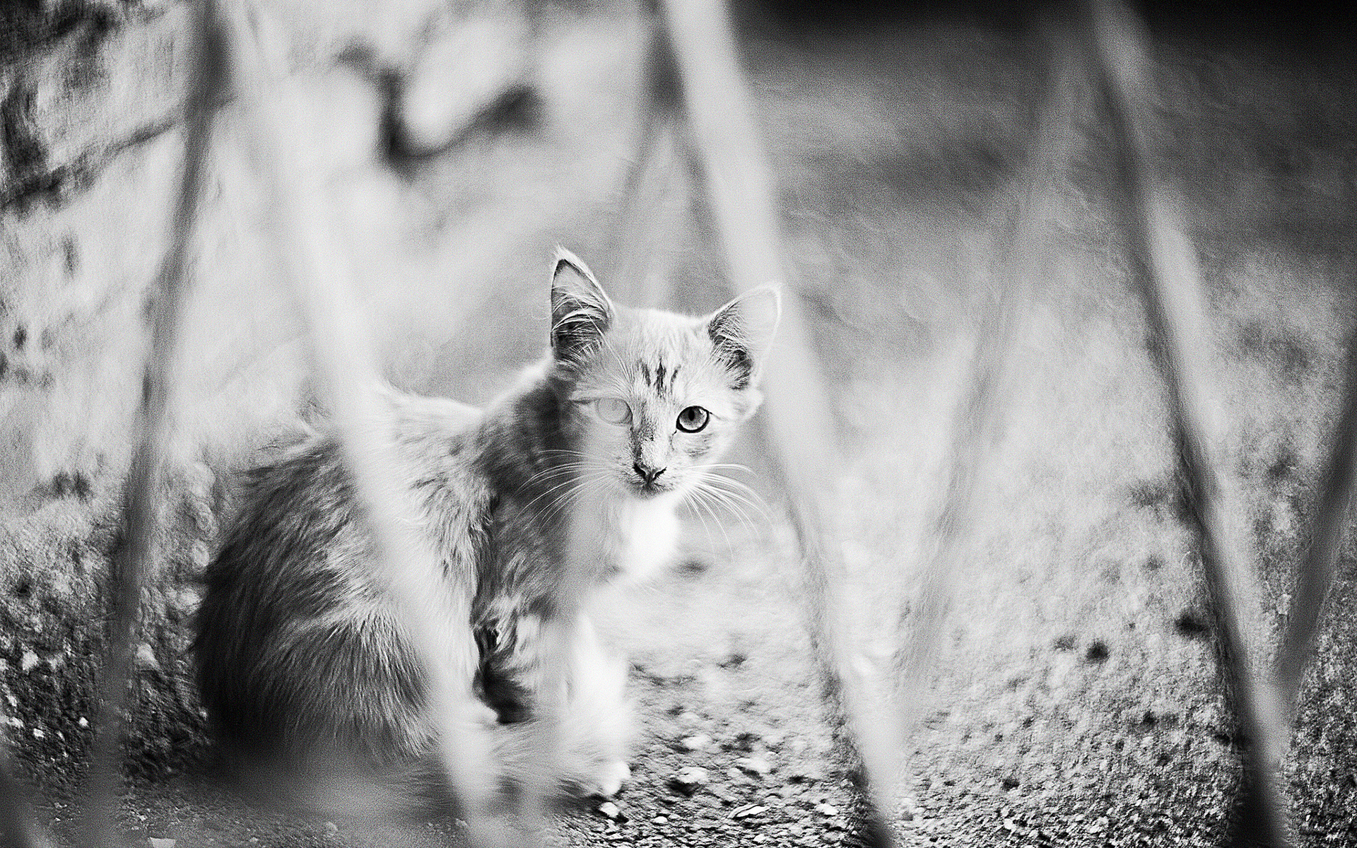 Black and white photo of a kitten behind bars HD Wallpaper