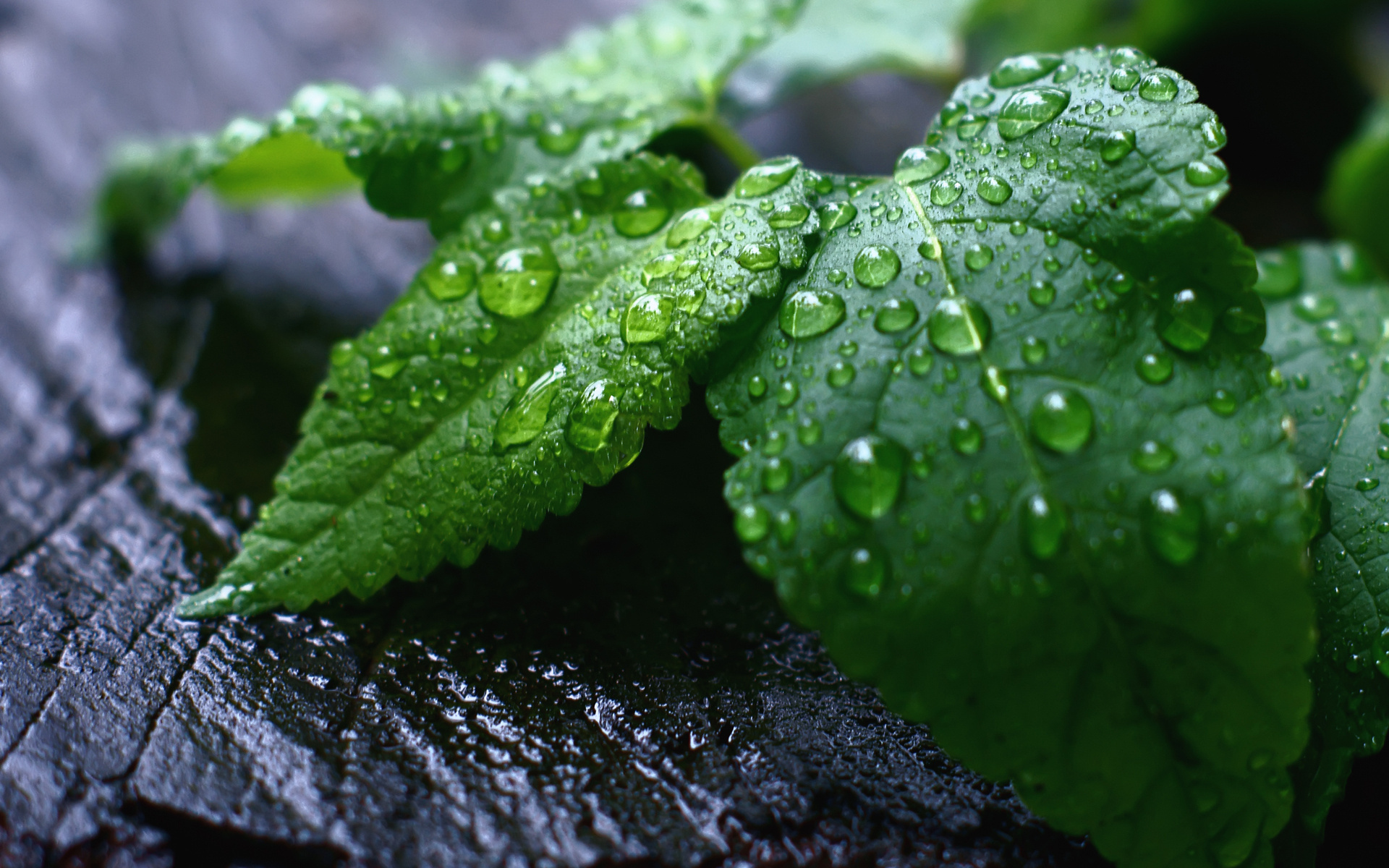 Green leaves with water drops on dark wood HD Wallpaper