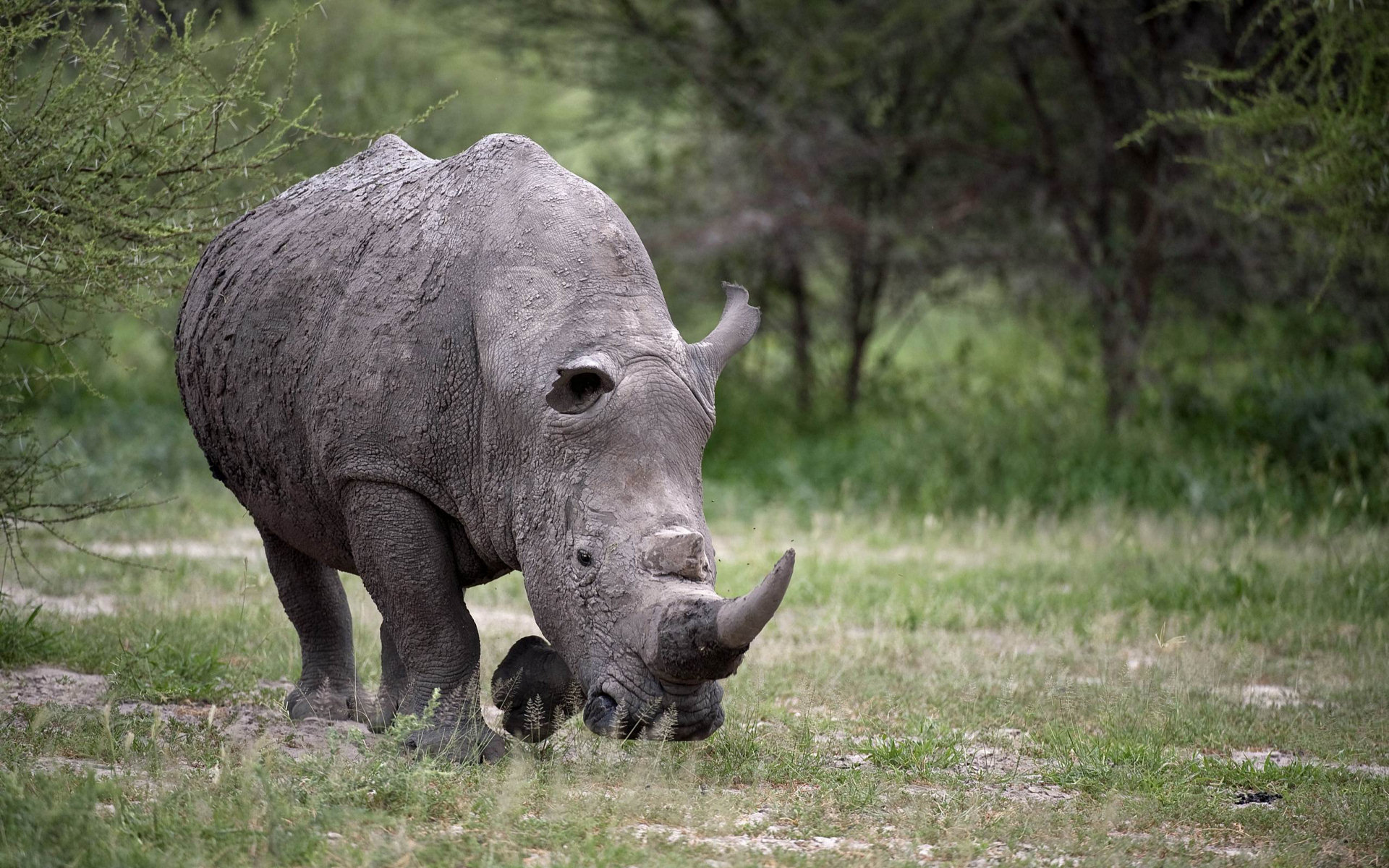 Rhinoceros grazing in a grassy field with trees HD Wallpaper
