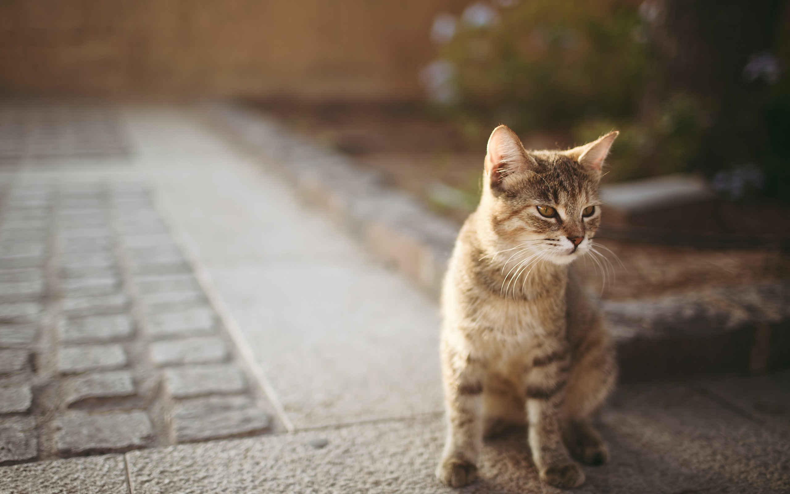 Tabby cat sitting on a stone path HD Wallpaper
