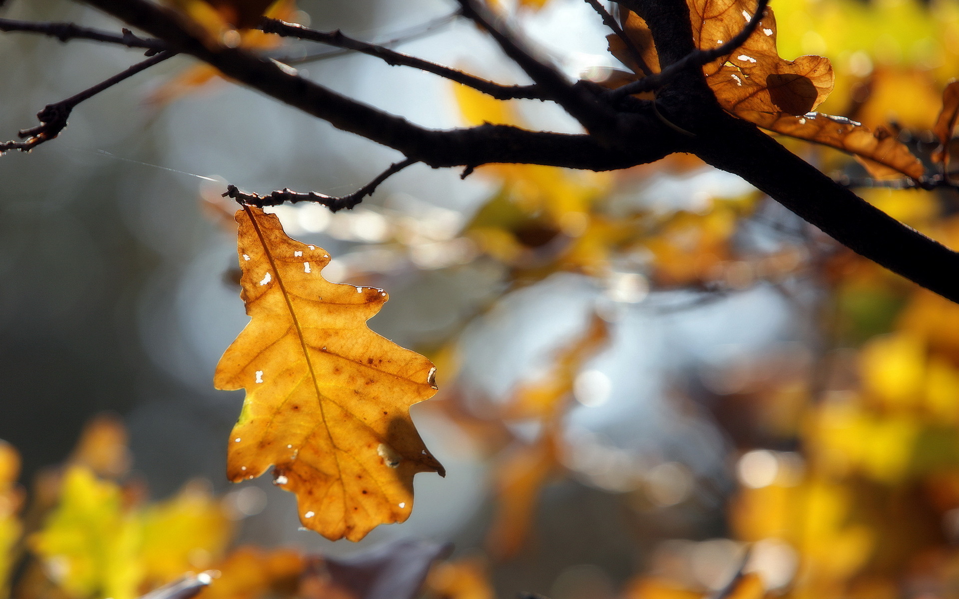 Autumn Oak Leaf on Branch HD Wallpaper