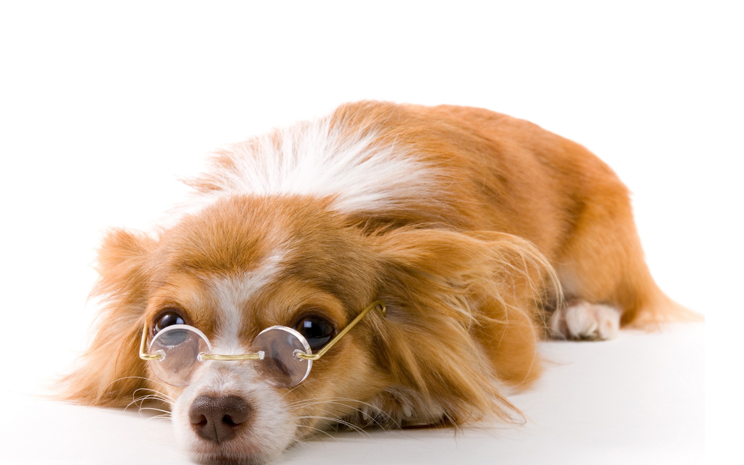 Chihuahua dog wearing round glasses HD Wallpaper