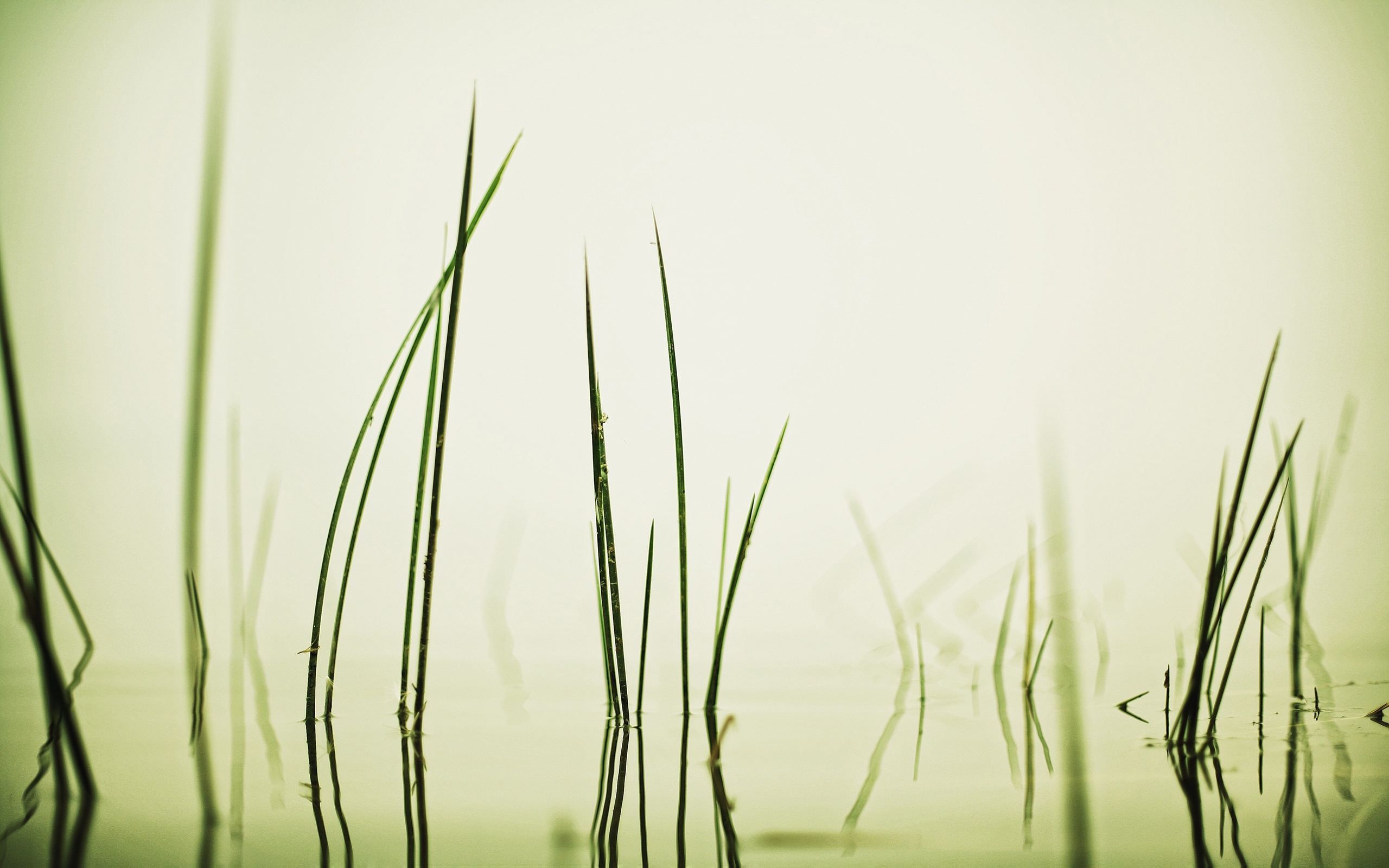 Grass blades reflected in water HD Wallpaper