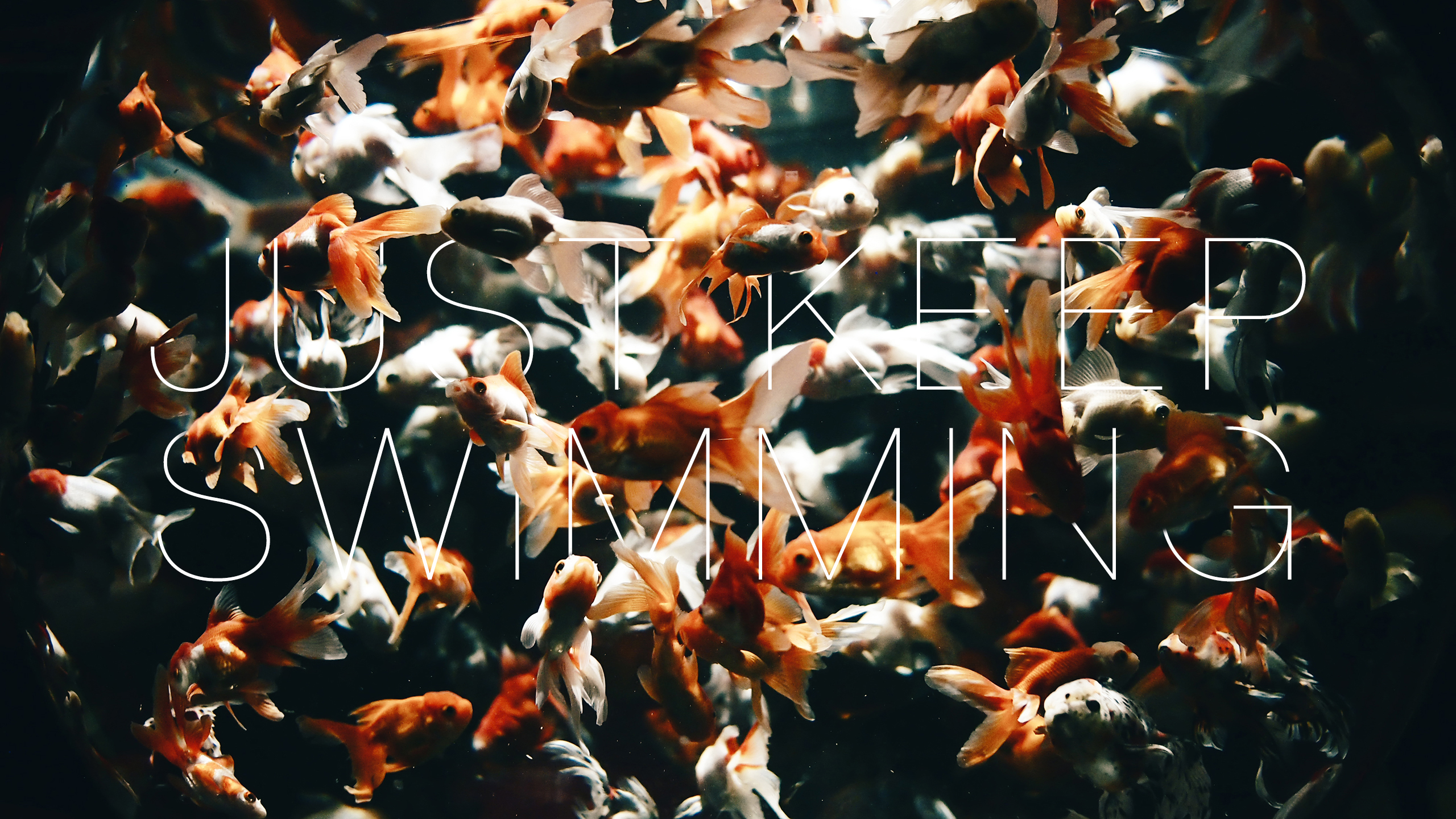 Goldfish swimming in a tank with text HD Wallpaper