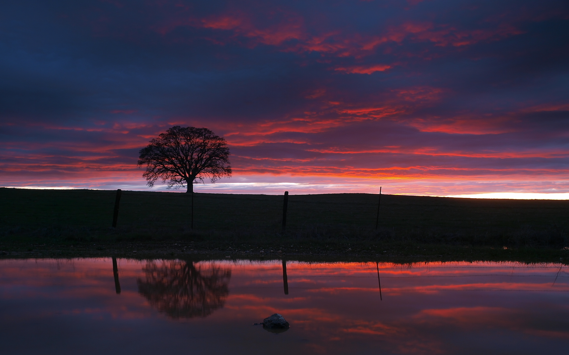 Silhouette of a tree reflected in water at sunset HD Wallpaper