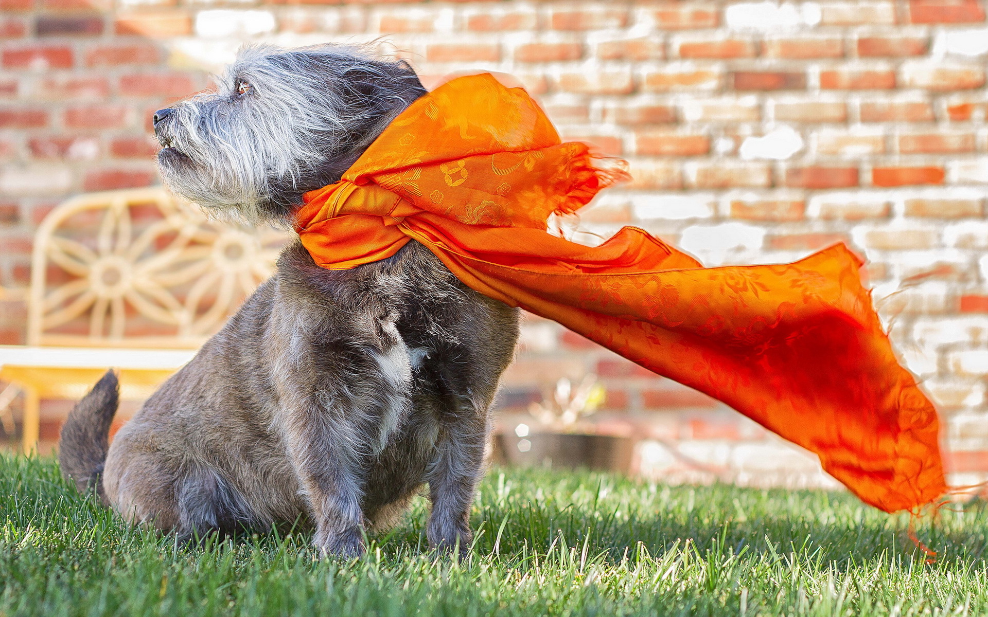 Dog wearing an orange scarf HD Wallpaper