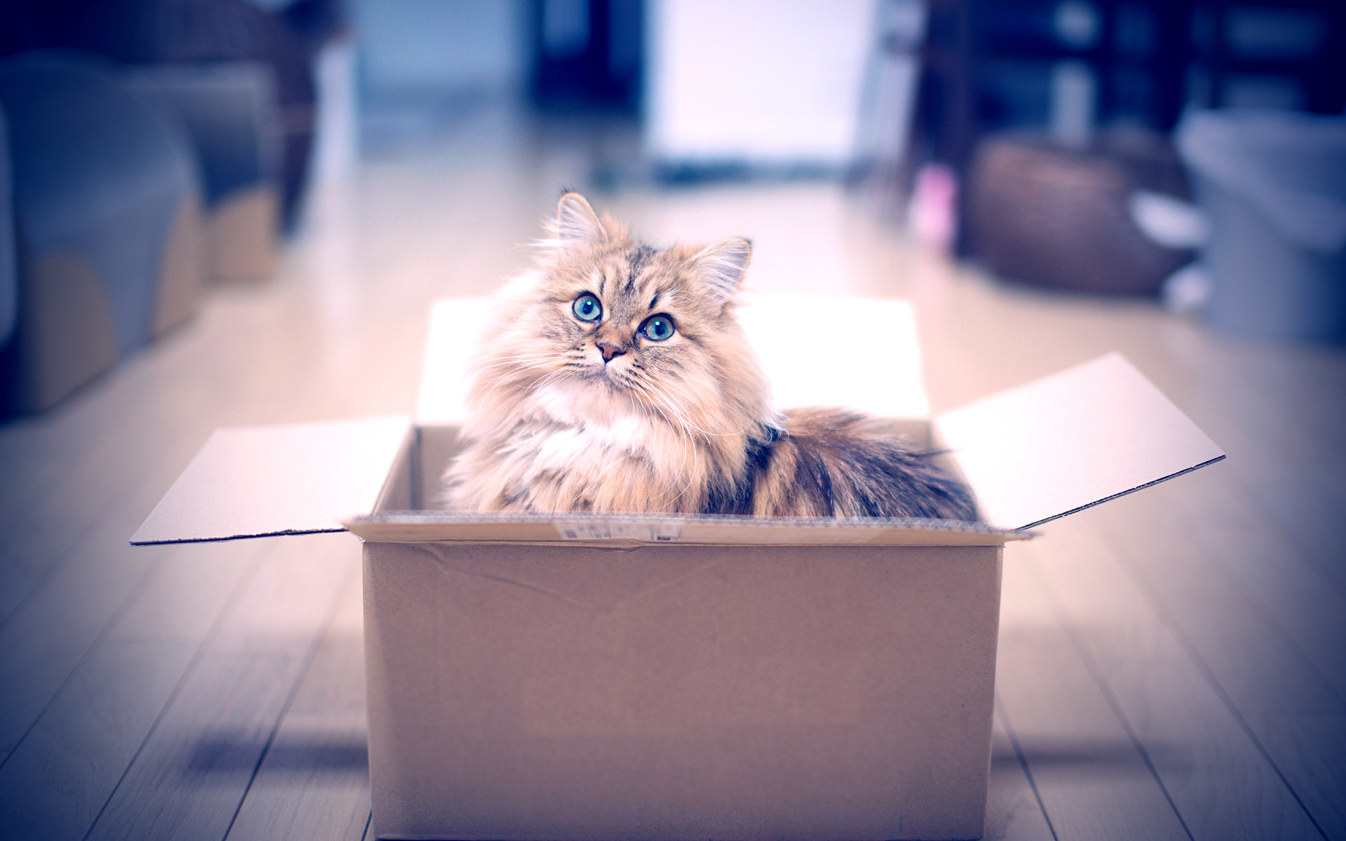 Fluffy cat with blue eyes in a cardboard box HD Wallpaper