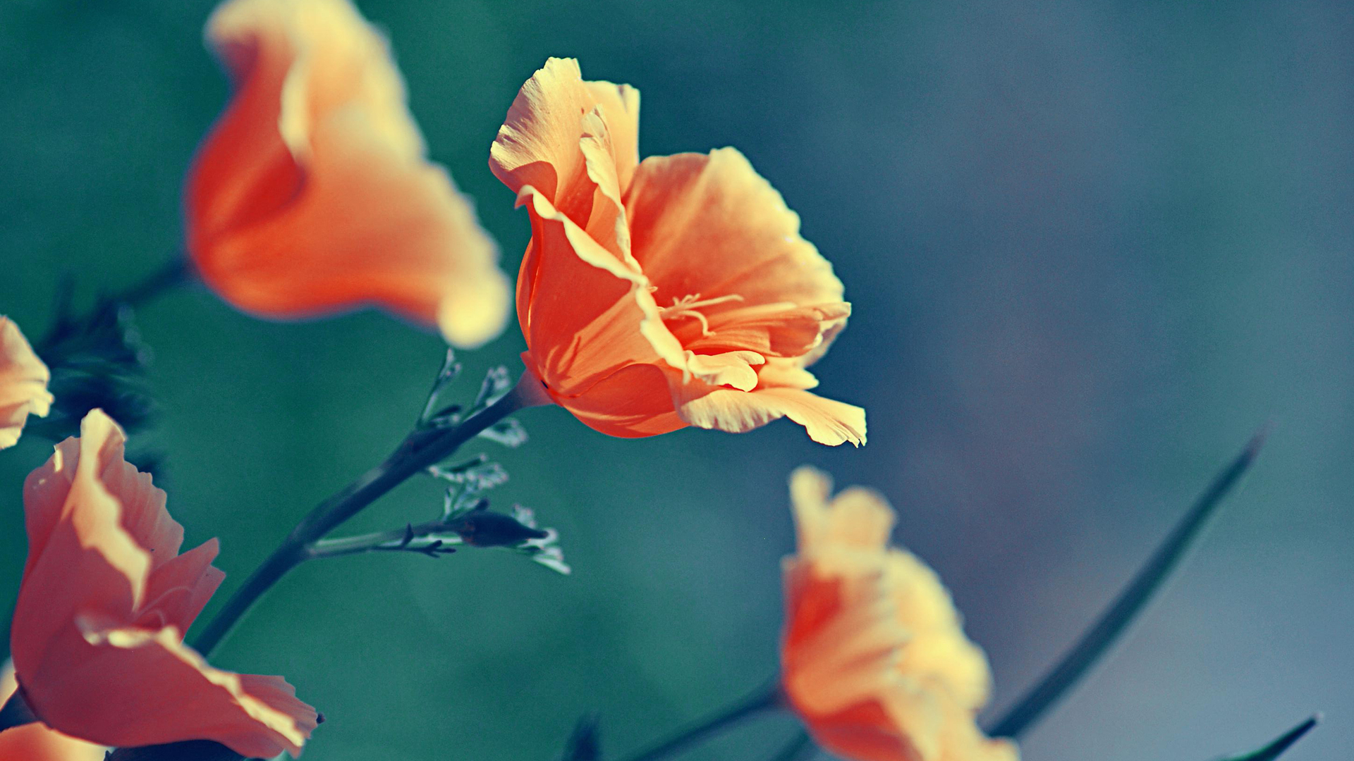Orange California Poppies in Bloom HD Wallpaper