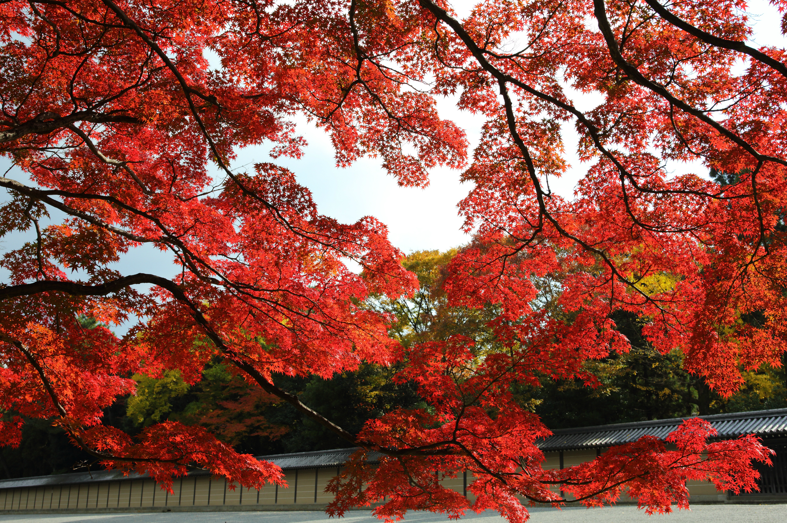 Red Maple Leaves in Autumn HD Wallpaper
