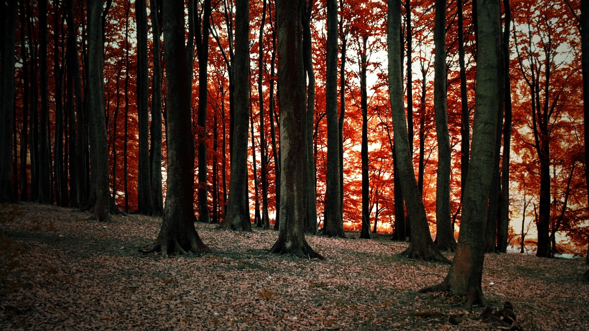 Forest with red leaves and trees HD Wallpaper