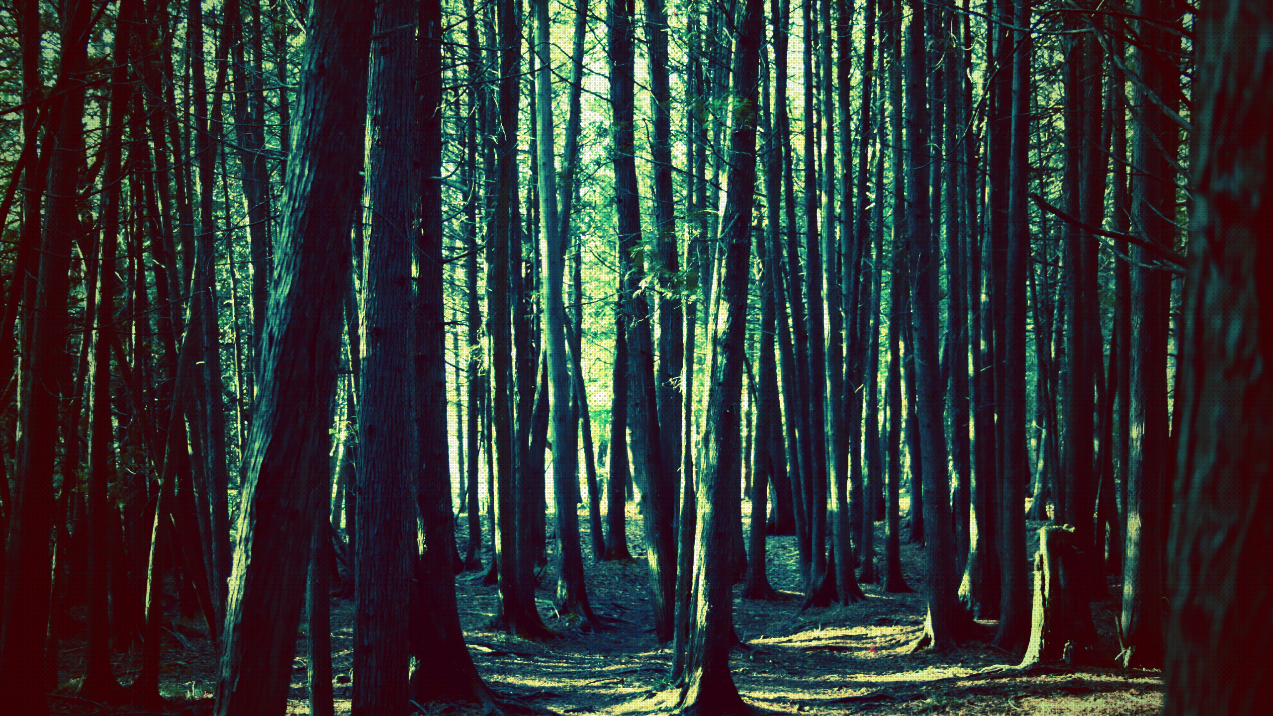 Forest with tall trees and dappled sunlight HD Wallpaper