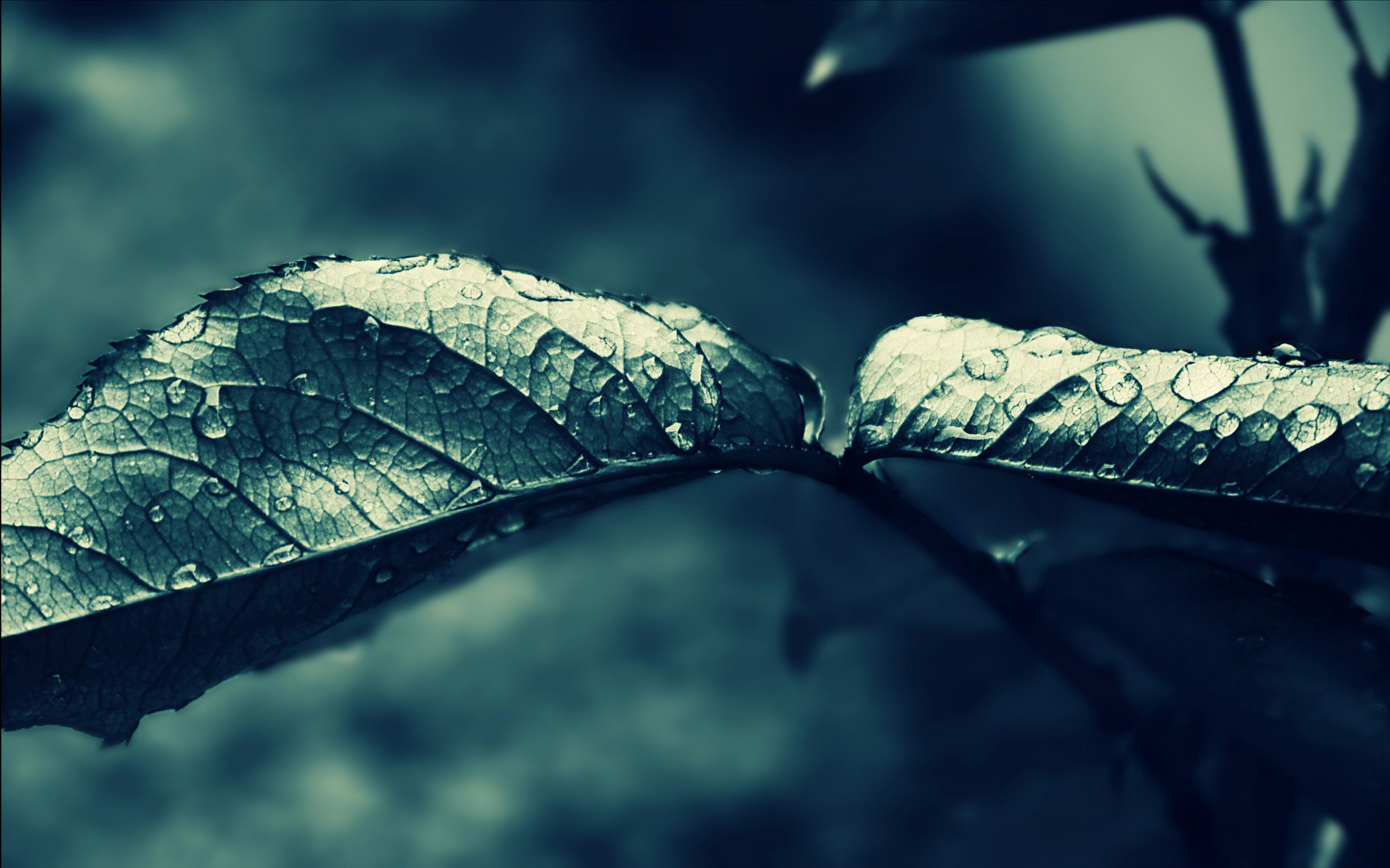 Close-up of wet leaves on a branch HD Wallpaper