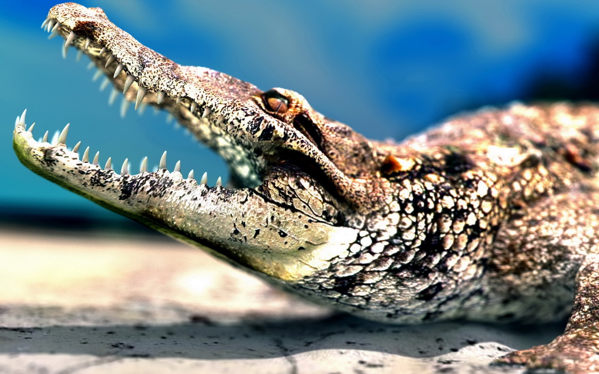 Crocodile with open mouth on sandy ground HD Wallpaper