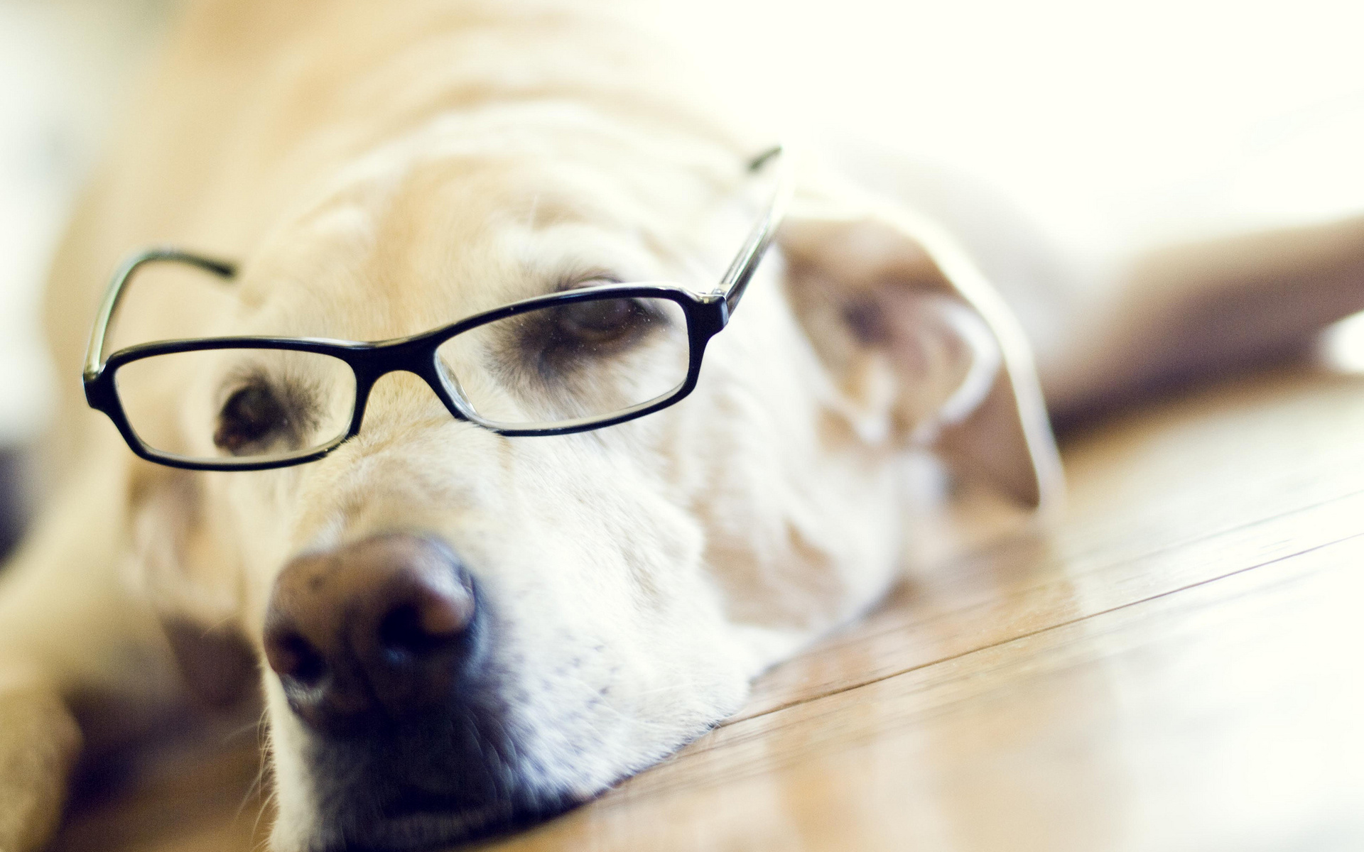 Labrador dog wearing glasses lying down HD Wallpaper