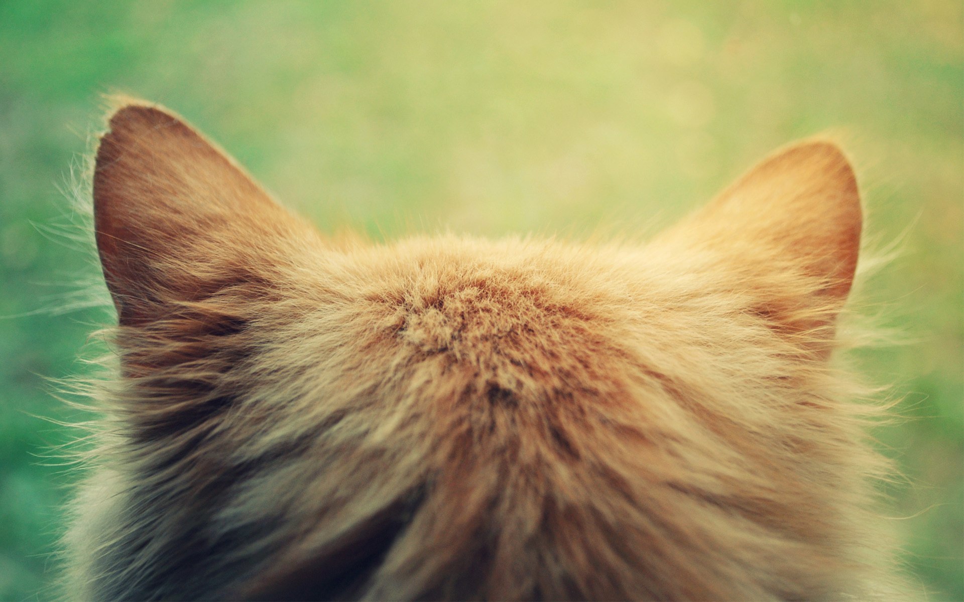 Close-up of a cat's ears HD Wallpaper
