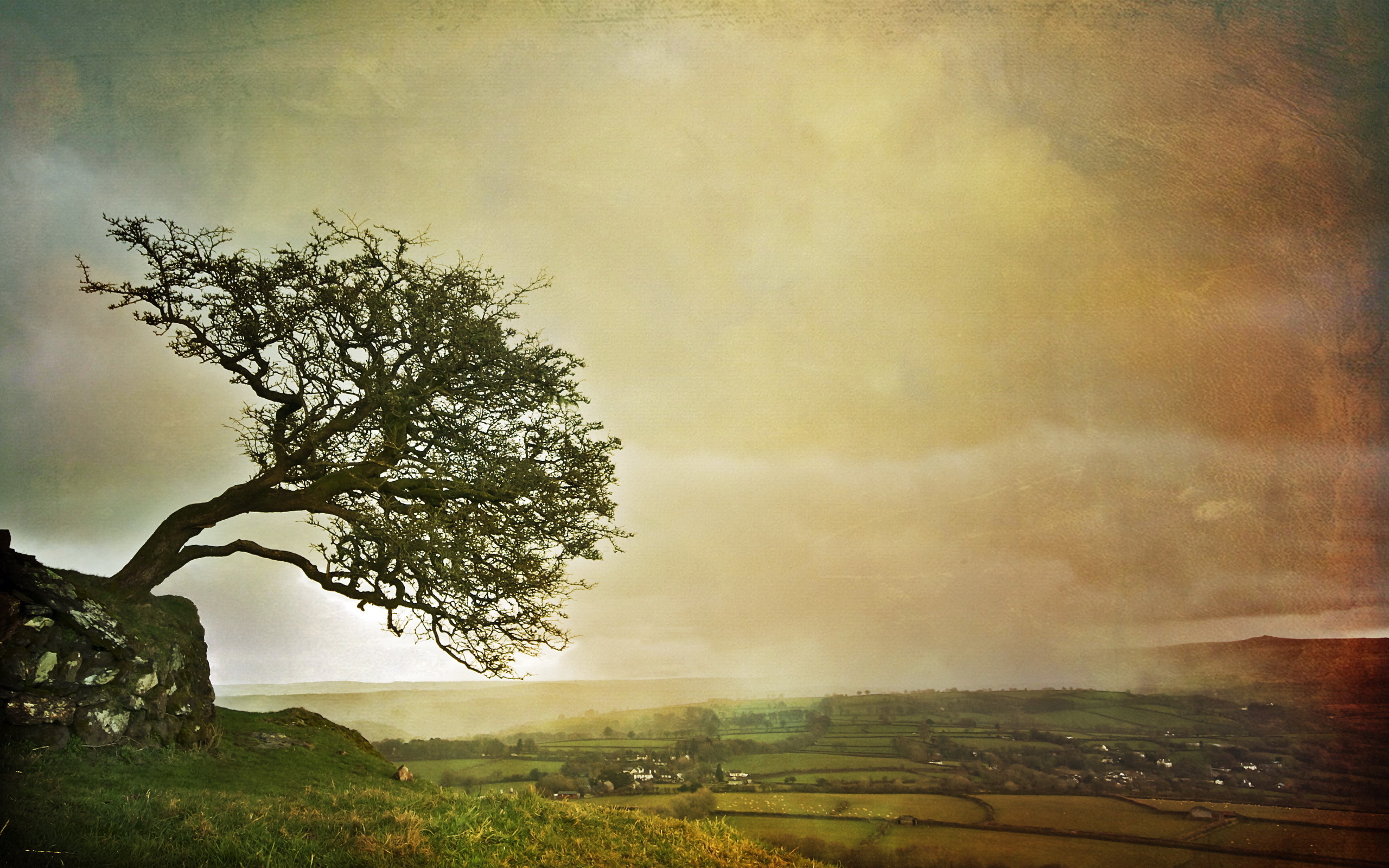 Tree on a rocky outcrop overlooking a valley HD Wallpaper