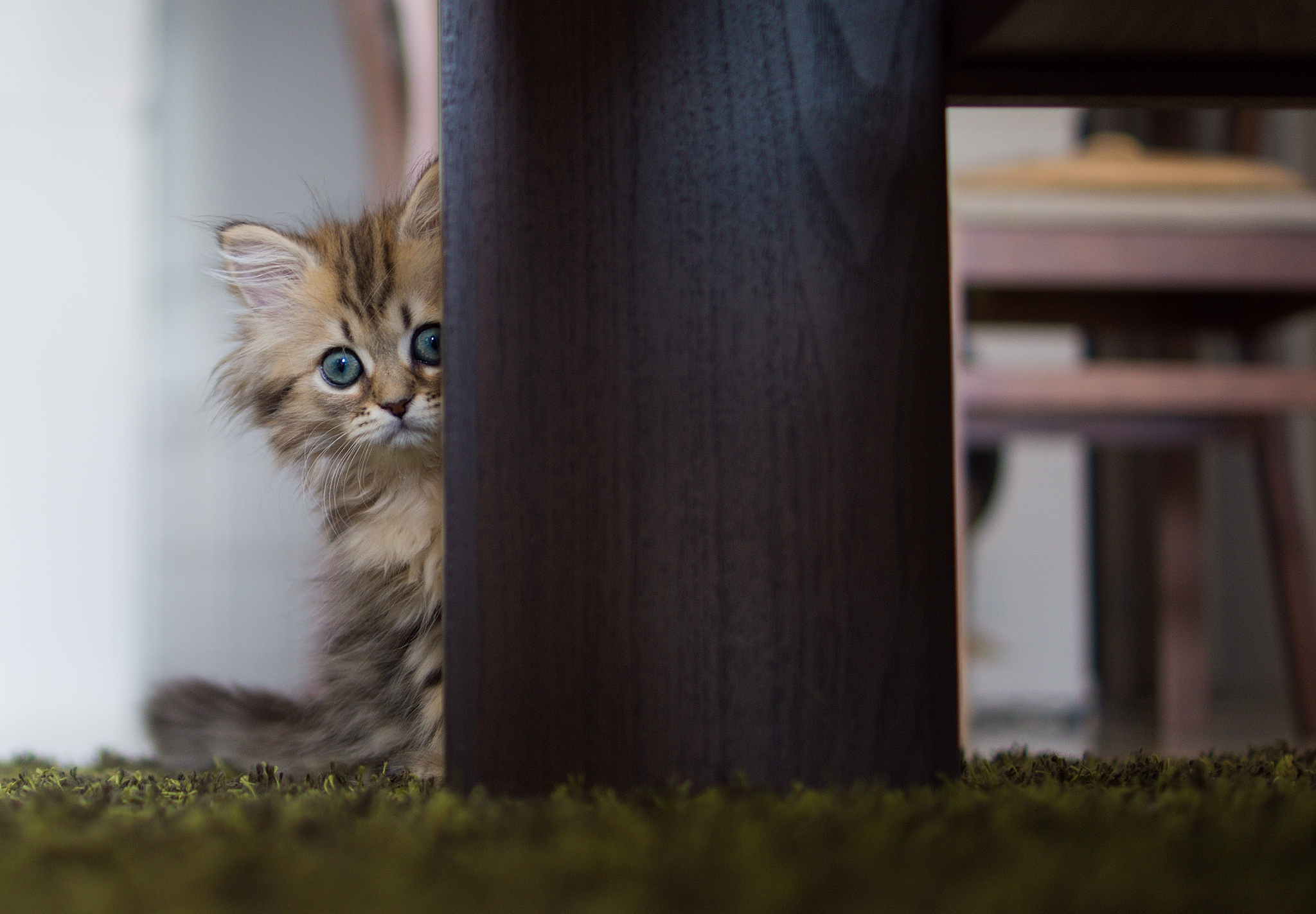 Fluffy kitten peeking from behind a table leg HD Wallpaper